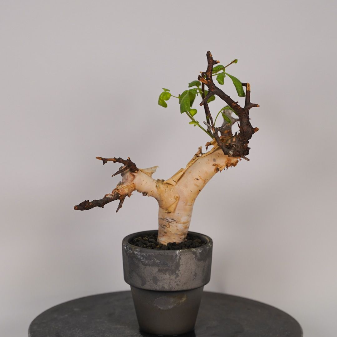 F16 コミフォラ・カタフ ピュア 発根済 現地株 ソマリア産 - メルカリ