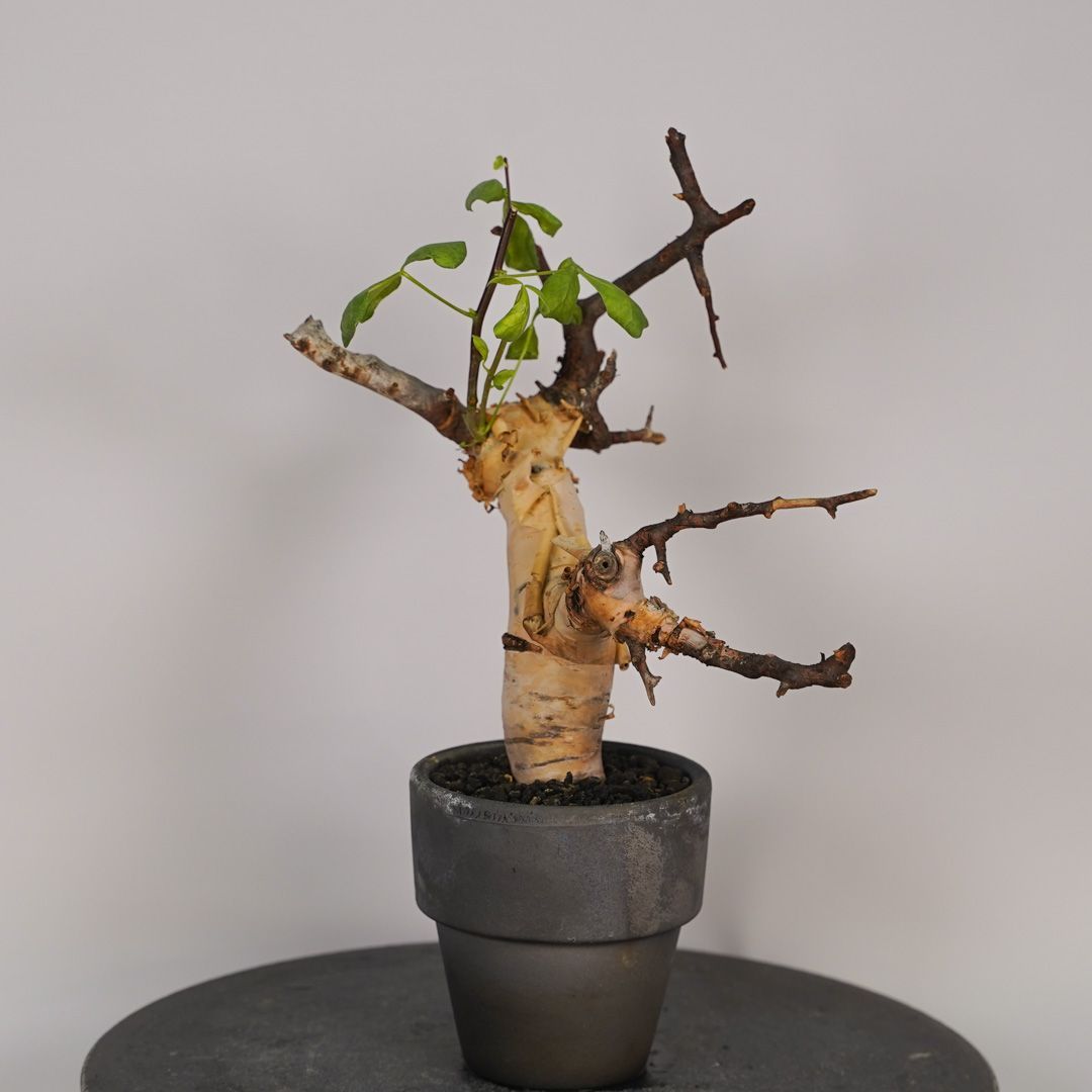 F16 コミフォラ・カタフ ピュア 発根済 現地株 ソマリア産 - メルカリ