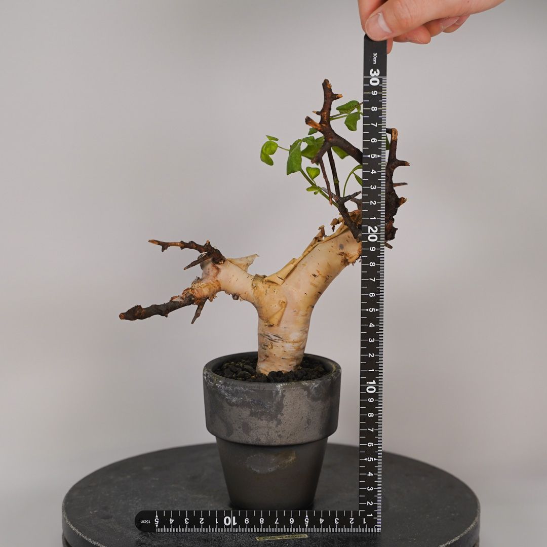 F16 コミフォラ・カタフ ピュア 発根済 現地株 ソマリア産 - メルカリ