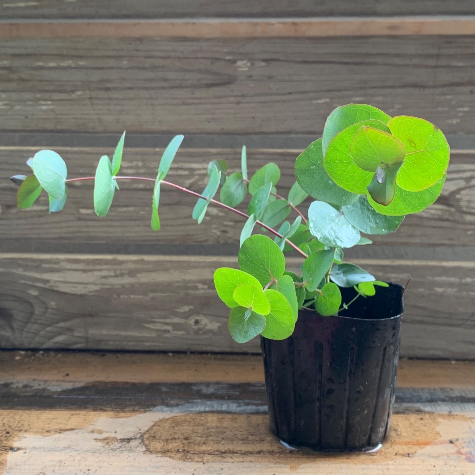 銀丸葉ユーカリ ハートリーフ ポット発送❣️オージープランツ ドライ