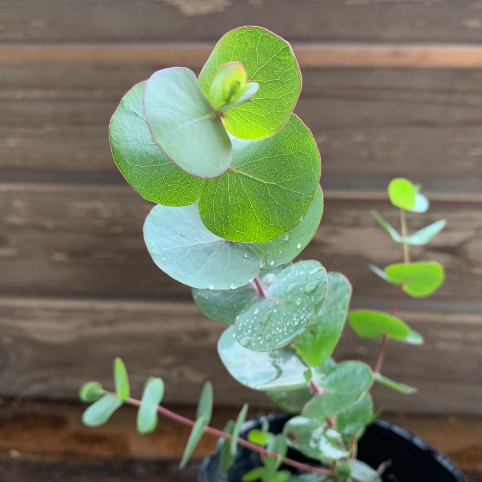 銀丸葉ユーカリ ハートリーフ ポット発送❣️オージープランツ ドライ