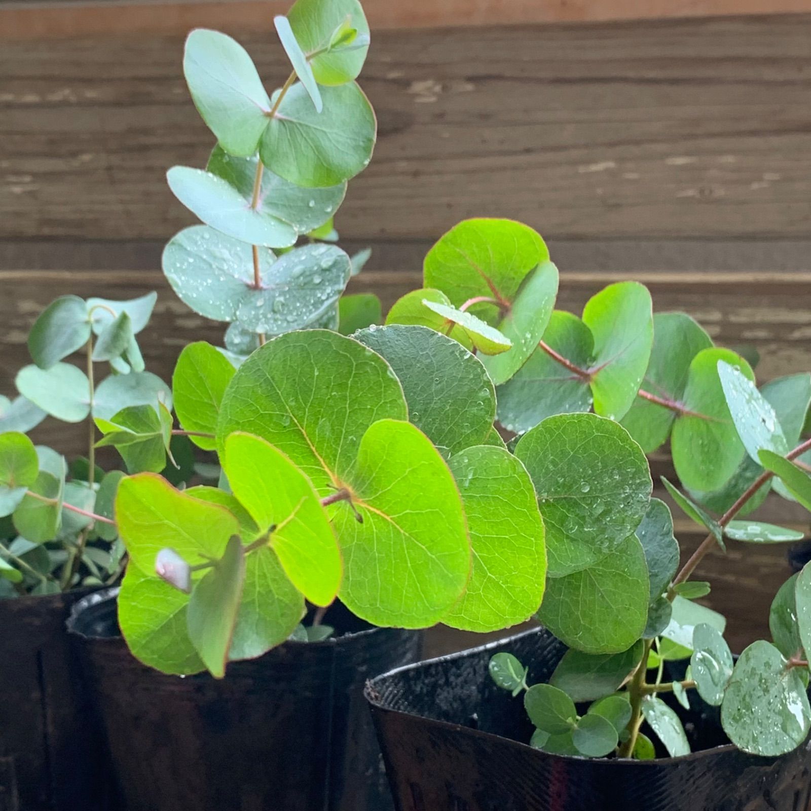 銀丸葉ユーカリ ハートリーフ ポット発送❣️オージープランツ ドライ