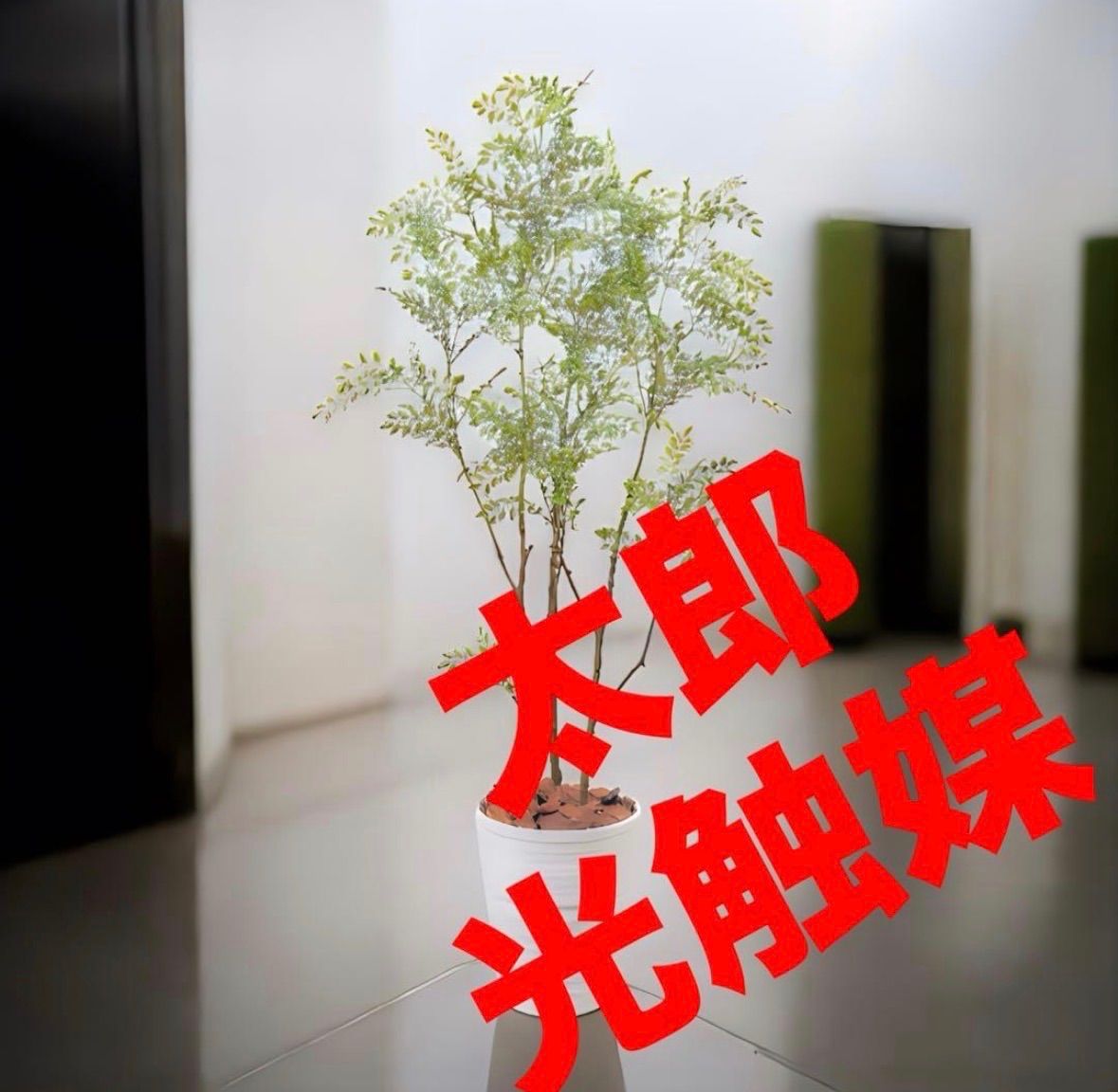 光触媒 人工観葉植物 ウォールグリーン フェイクグリーン シマトネリコ