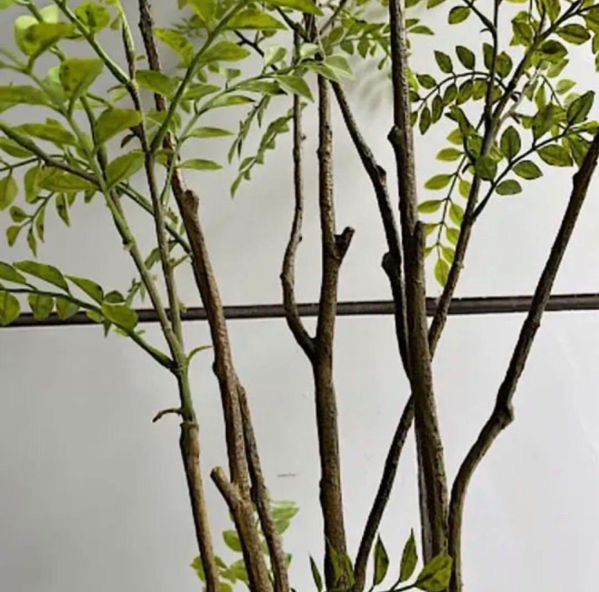 光触媒 人工観葉植物 ウォールグリーン フェイクグリーン シマトネリコ