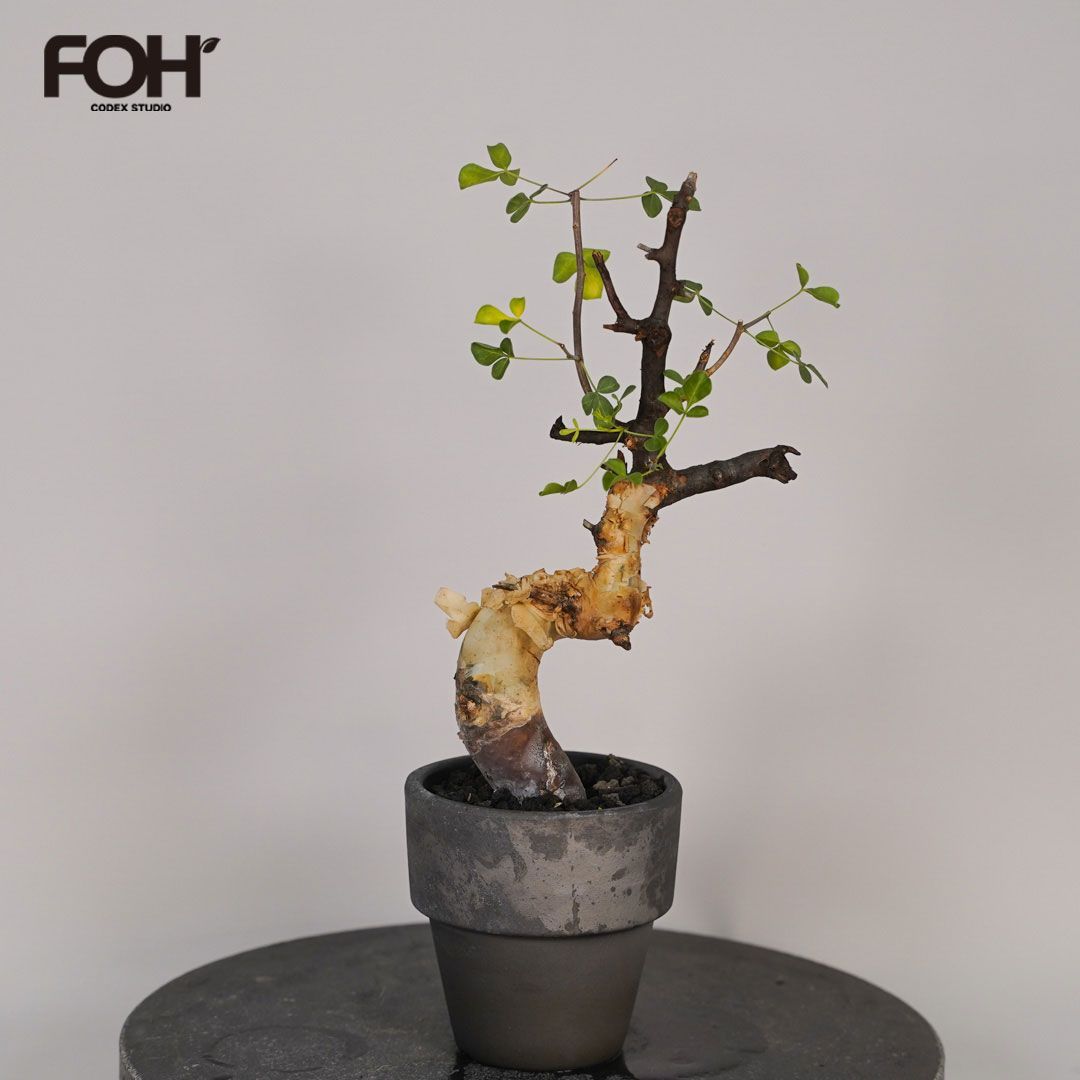 F15 コミフォラ・カタフ ピュア 発根済 現地株 ソマリア産 - メルカリ