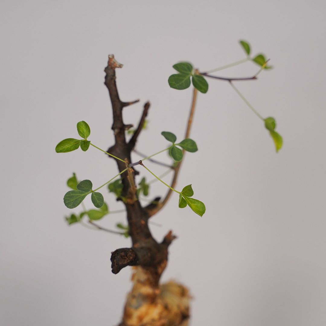 F15 コミフォラ・カタフ ピュア 発根済 現地株 ソマリア産 - メルカリ