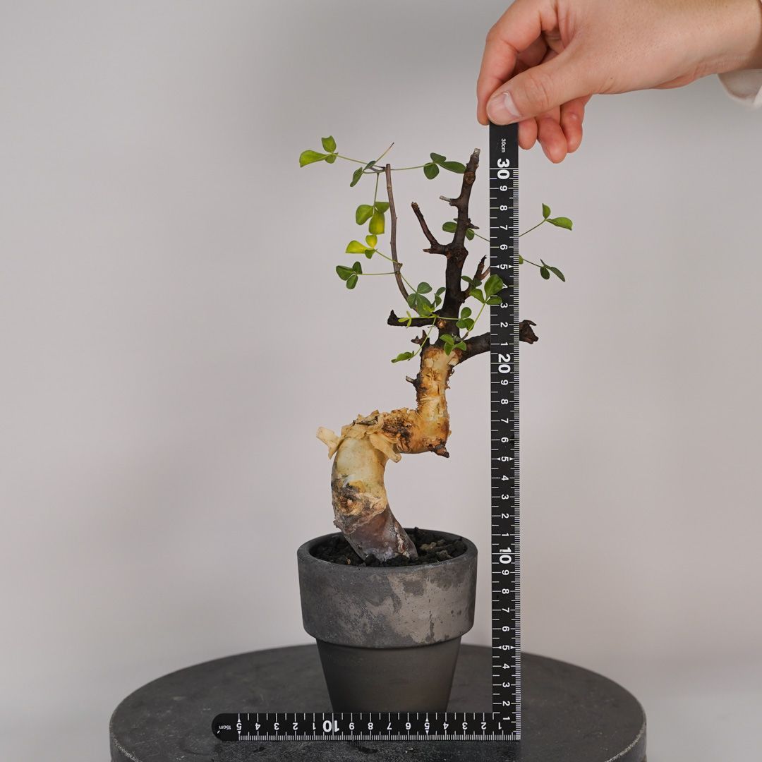 F15 コミフォラ・カタフ ピュア 発根済 現地株 ソマリア産 - メルカリ