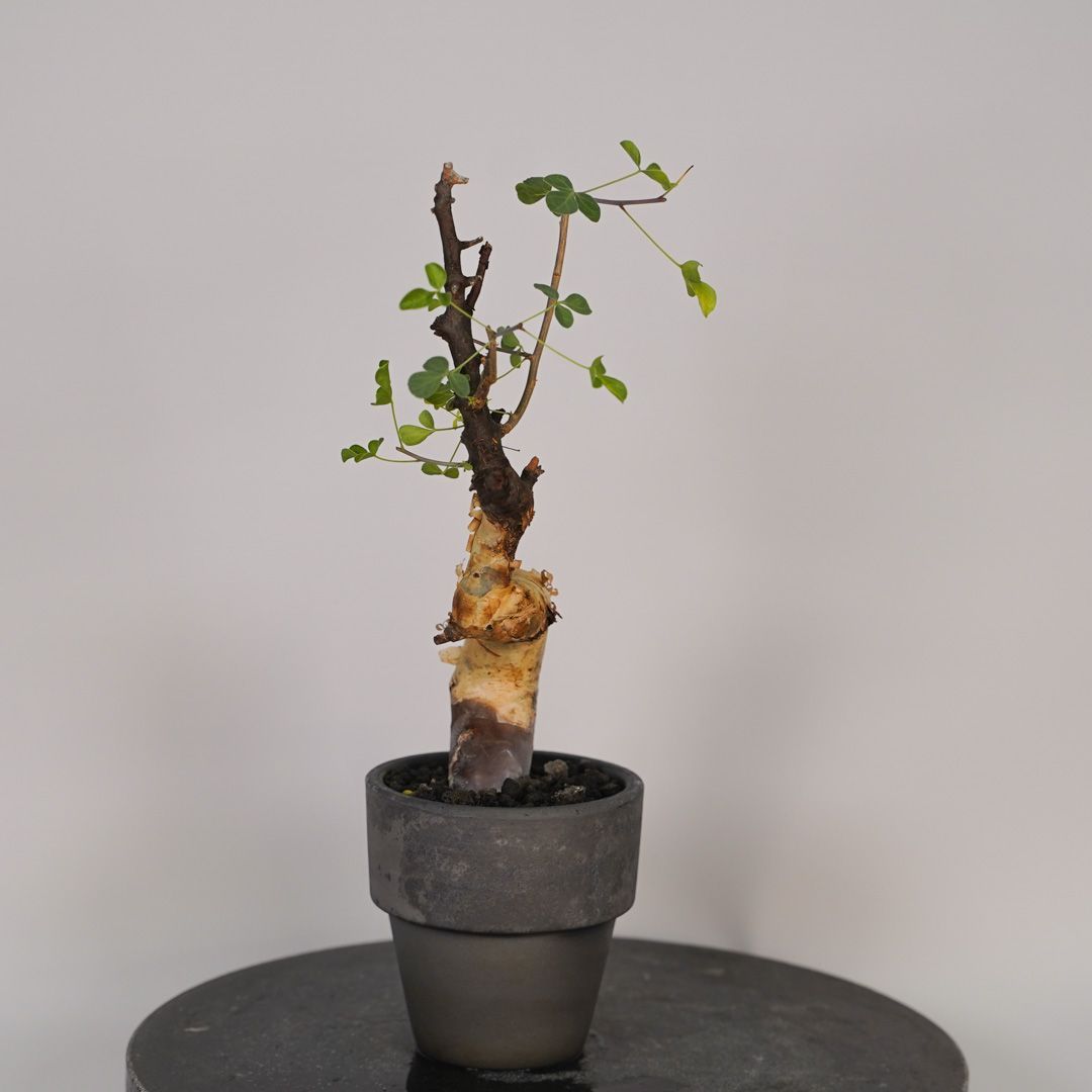 F15 コミフォラ・カタフ ピュア 発根済 現地株 ソマリア産 - メルカリ