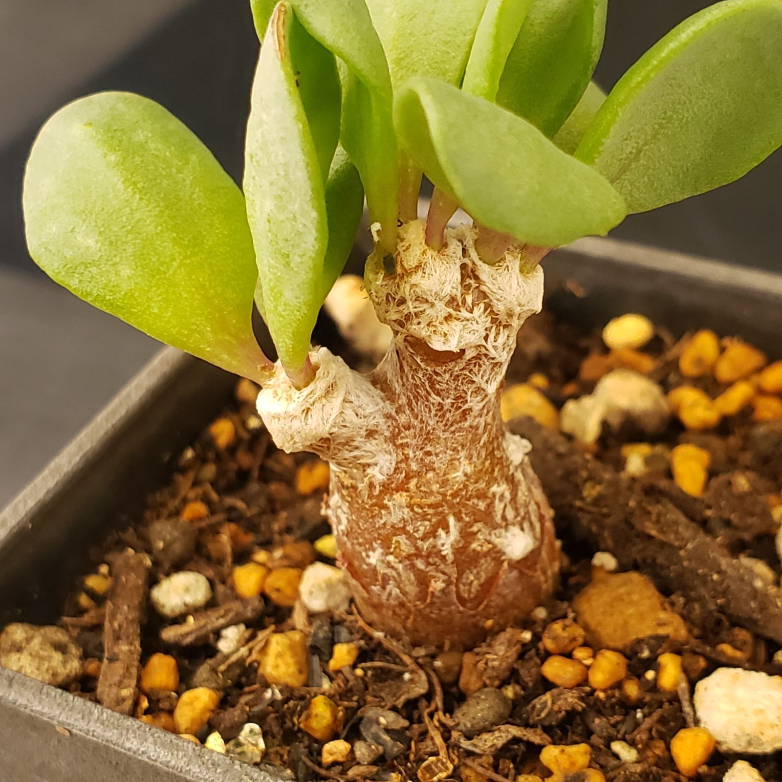 M340【自社養生株】オトンナ インターメディア（発根株・鉢植え