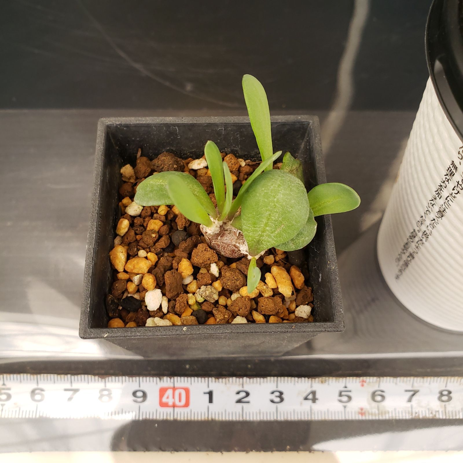 M341【自社養生株】オトンナ インターメディア（発根株・鉢植え