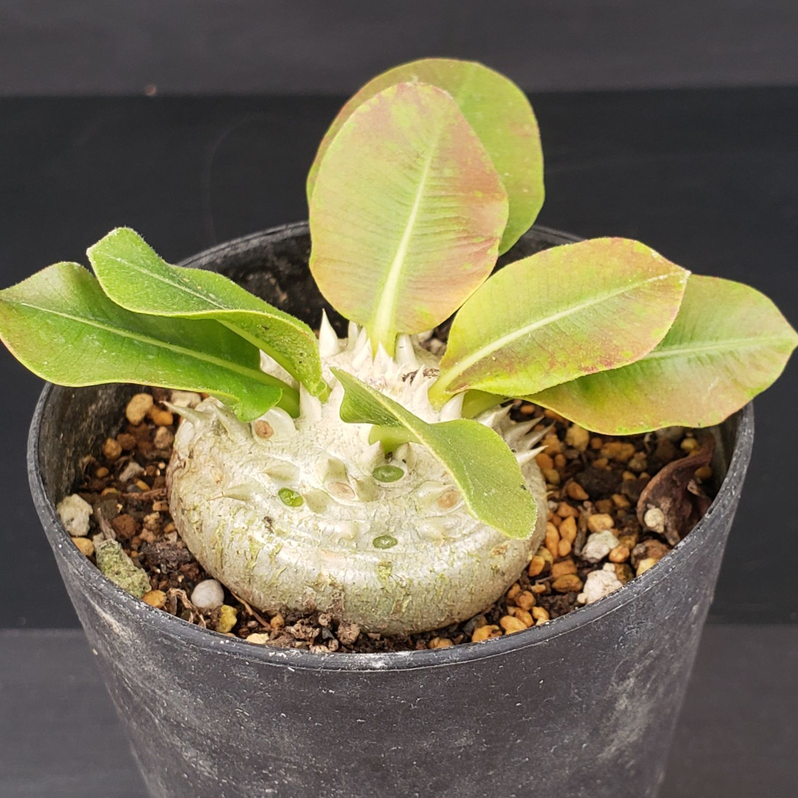 M343【自社養生株】パキポディウム 恵比寿笑い（実生・発根株・鉢植え