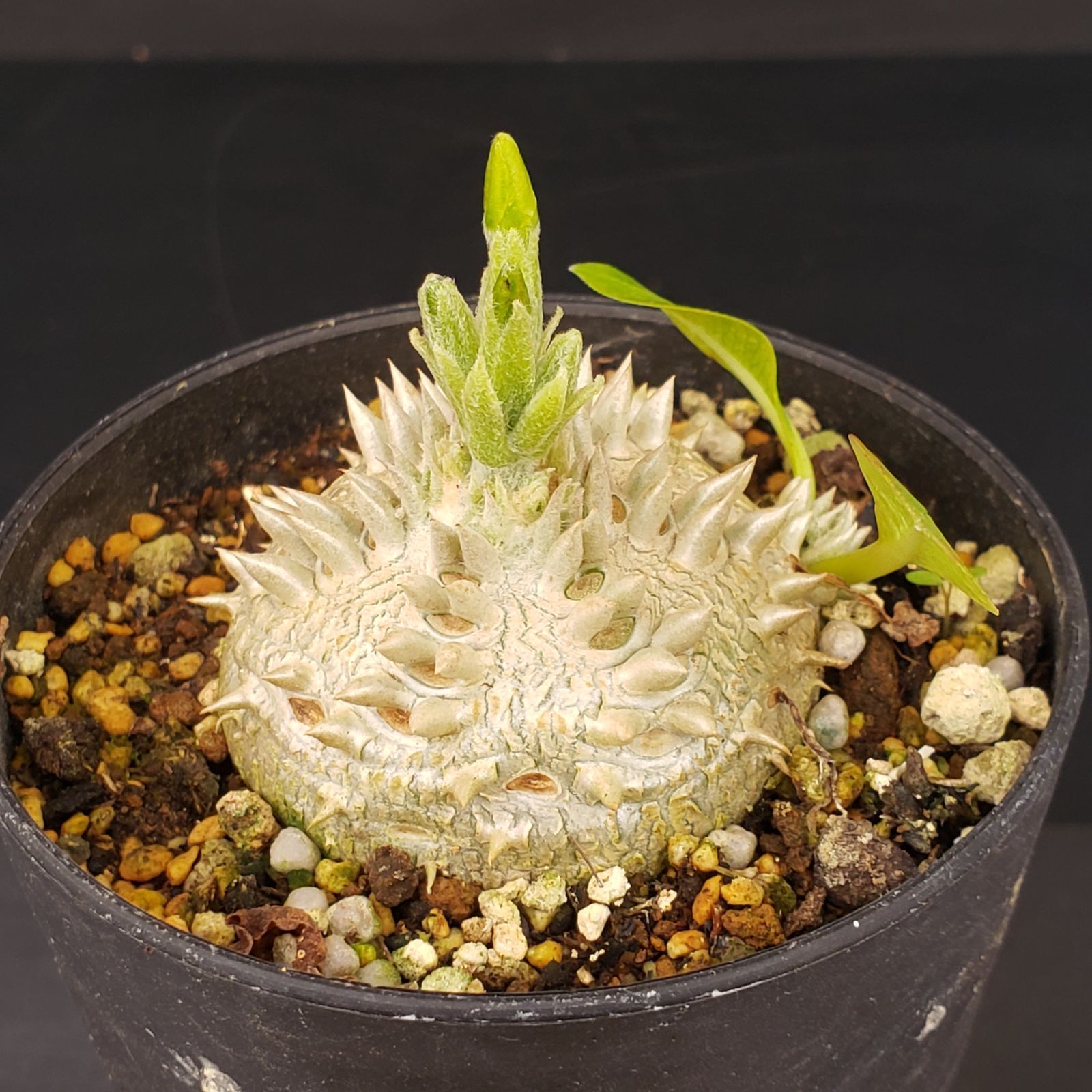 M344【自社養生株】パキポディウム 恵比寿笑い（実生・発根株・鉢植え