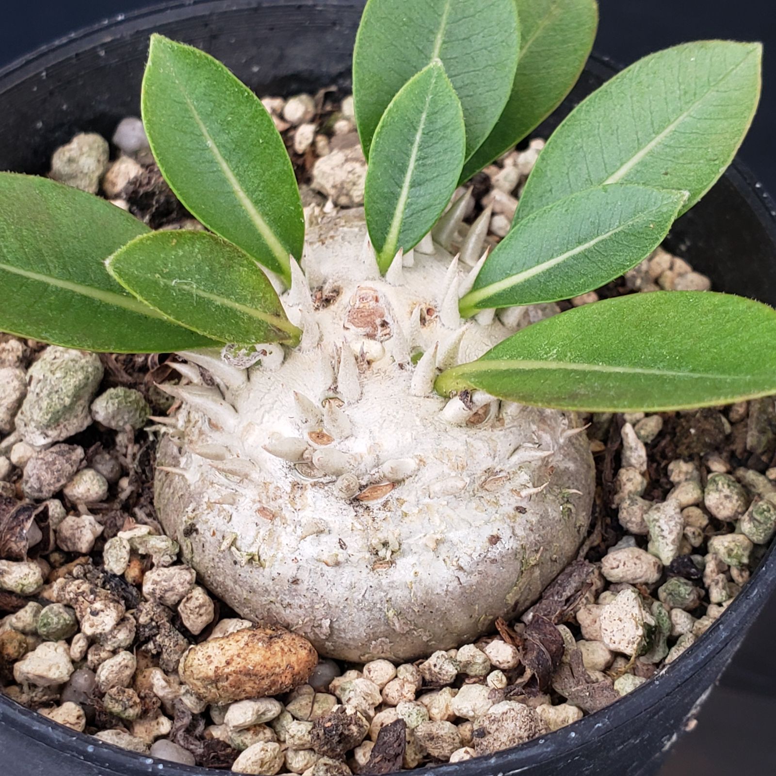 M345【自社養生株】パキポディウム 恵比寿笑い（実生・発根株・鉢植え