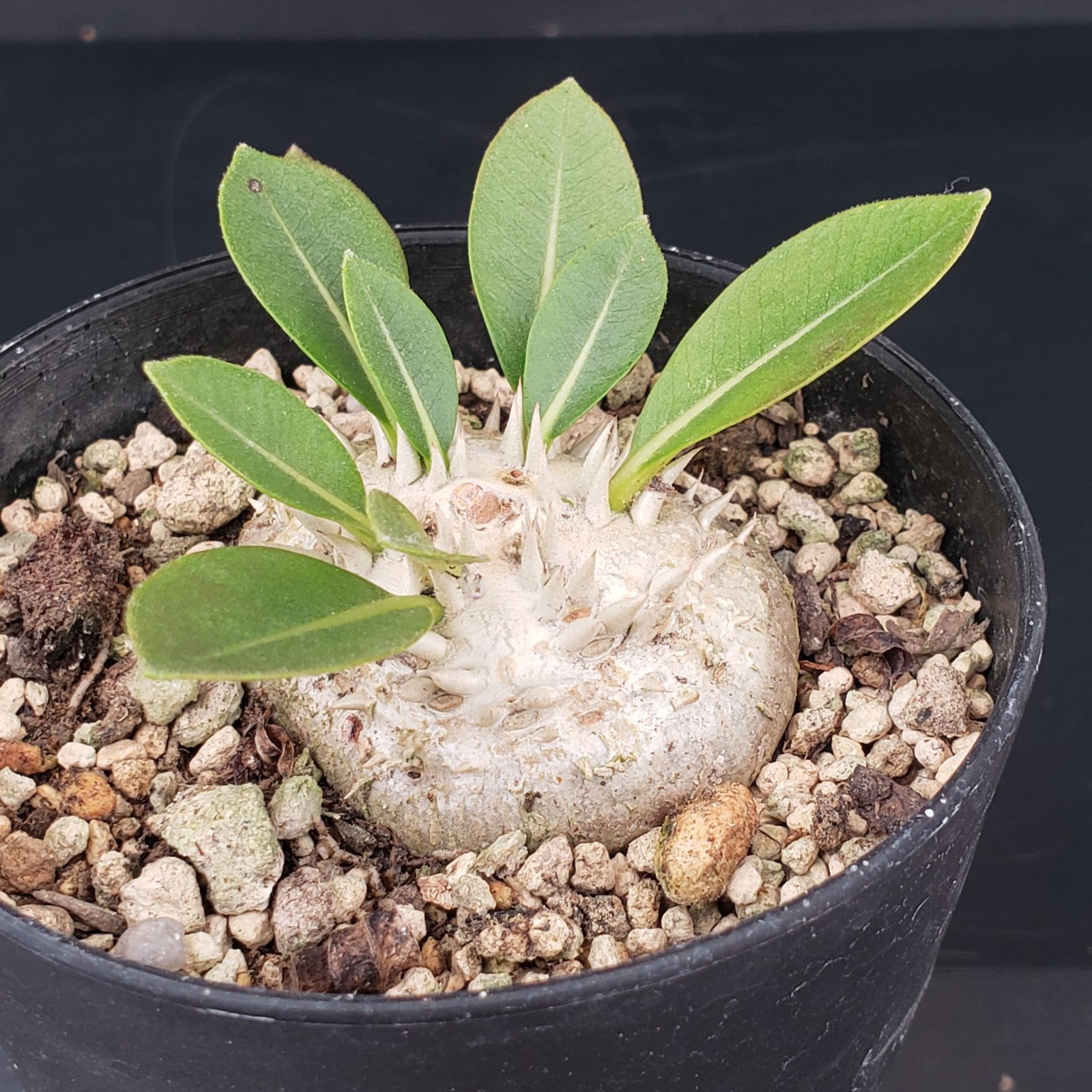 M345【自社養生株】パキポディウム 恵比寿笑い（実生・発根株・鉢植え