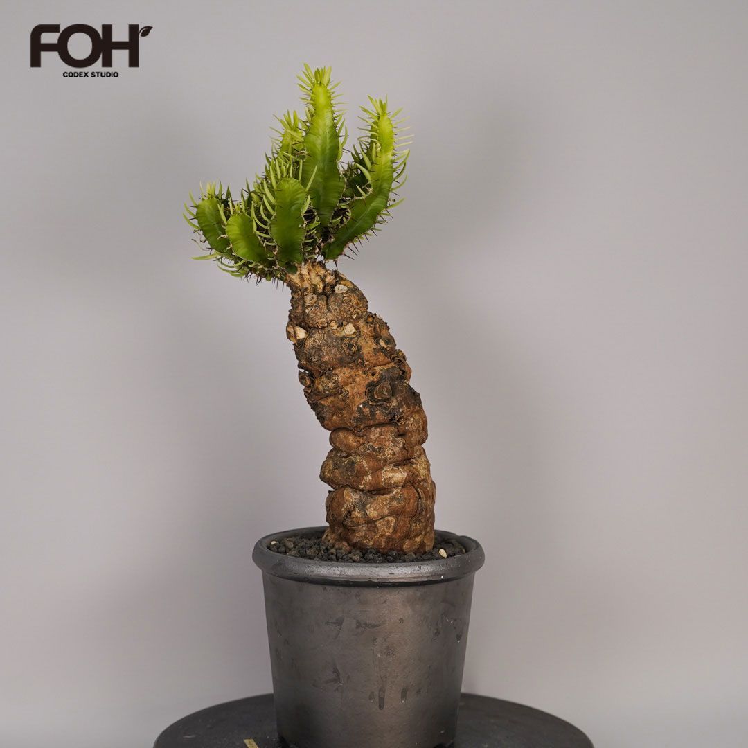 F12 ユーフォルビア ムランジーナ 発根済 現地株 - メルカリ