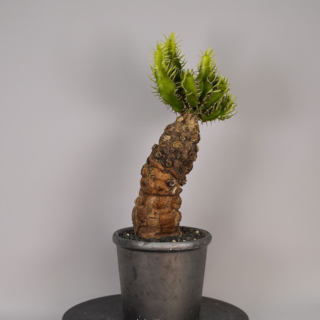 F12 ユーフォルビア ムランジーナ 発根済 現地株 - メルカリ