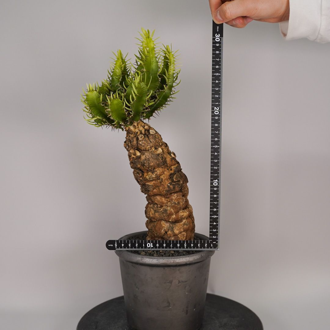 F12 ユーフォルビア ムランジーナ 発根済 現地株 - メルカリ