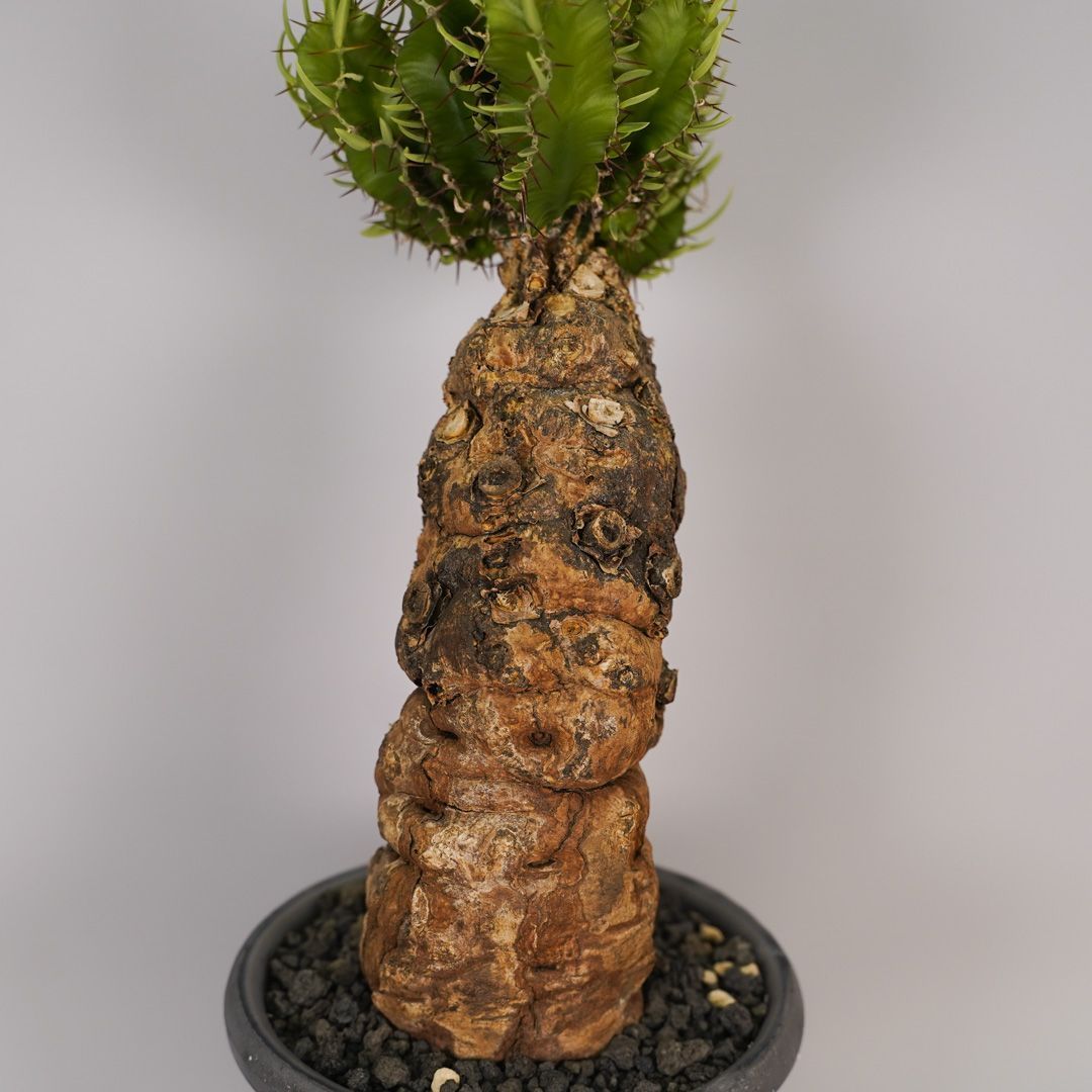 F12 ユーフォルビア ムランジーナ 発根済 現地株 - メルカリ