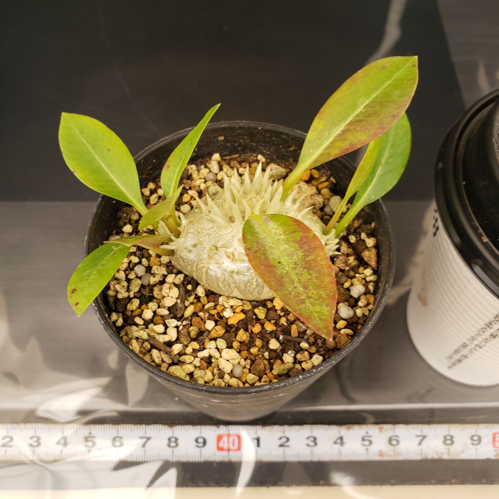 M346【自社養生株】パキポディウム 恵比寿笑い（実生・発根株・鉢植え