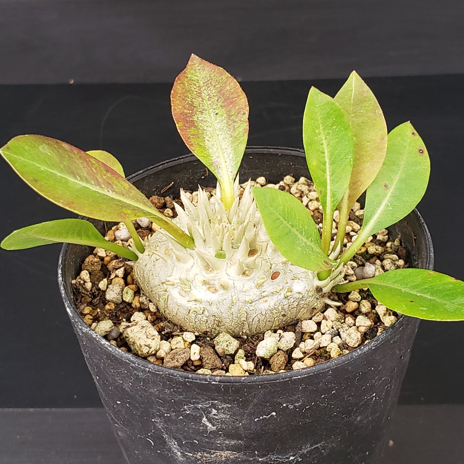 M346【自社養生株】パキポディウム 恵比寿笑い（実生・発根株・鉢植え