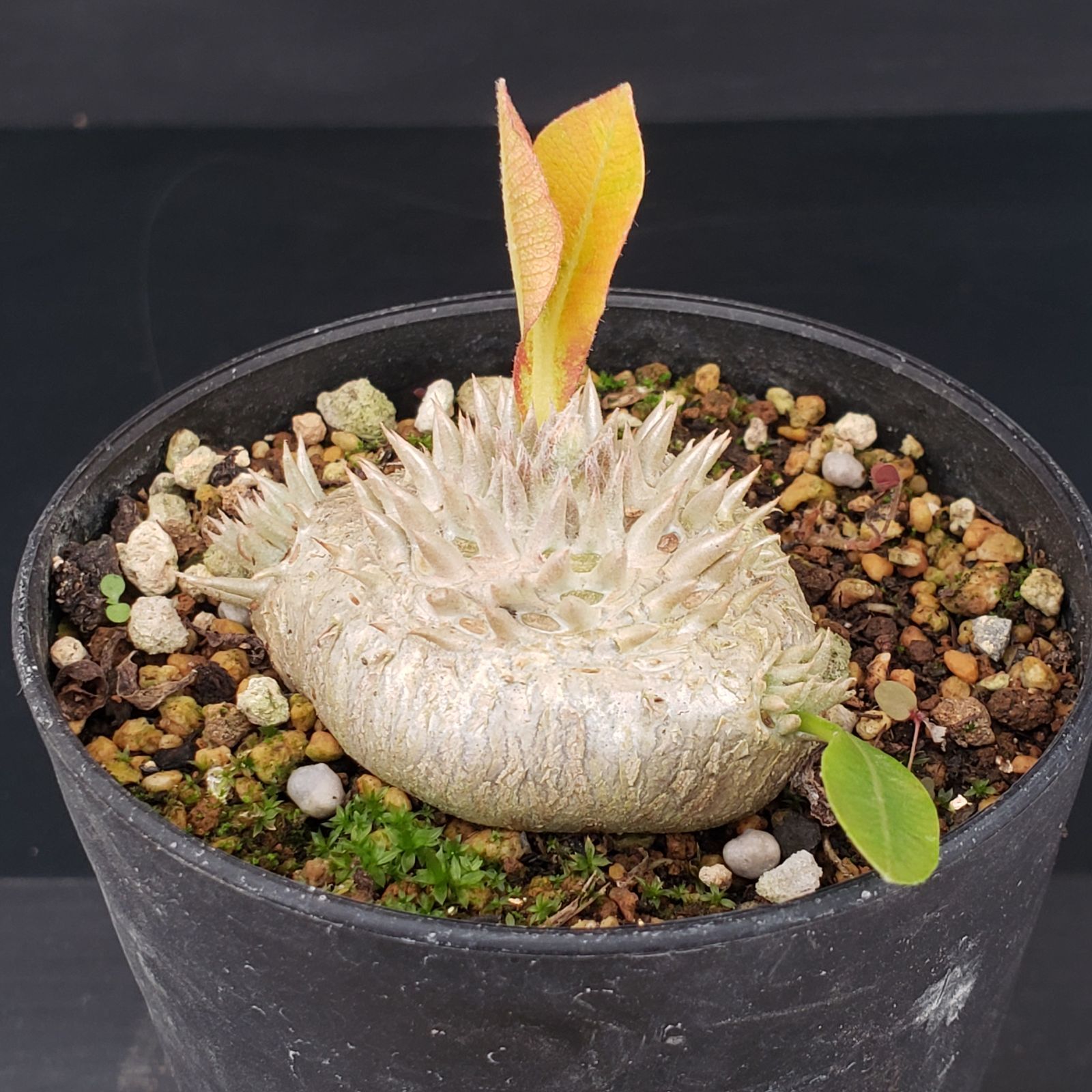 M347【自社養生株】パキポディウム 恵比寿笑い（実生・発根株・鉢植え