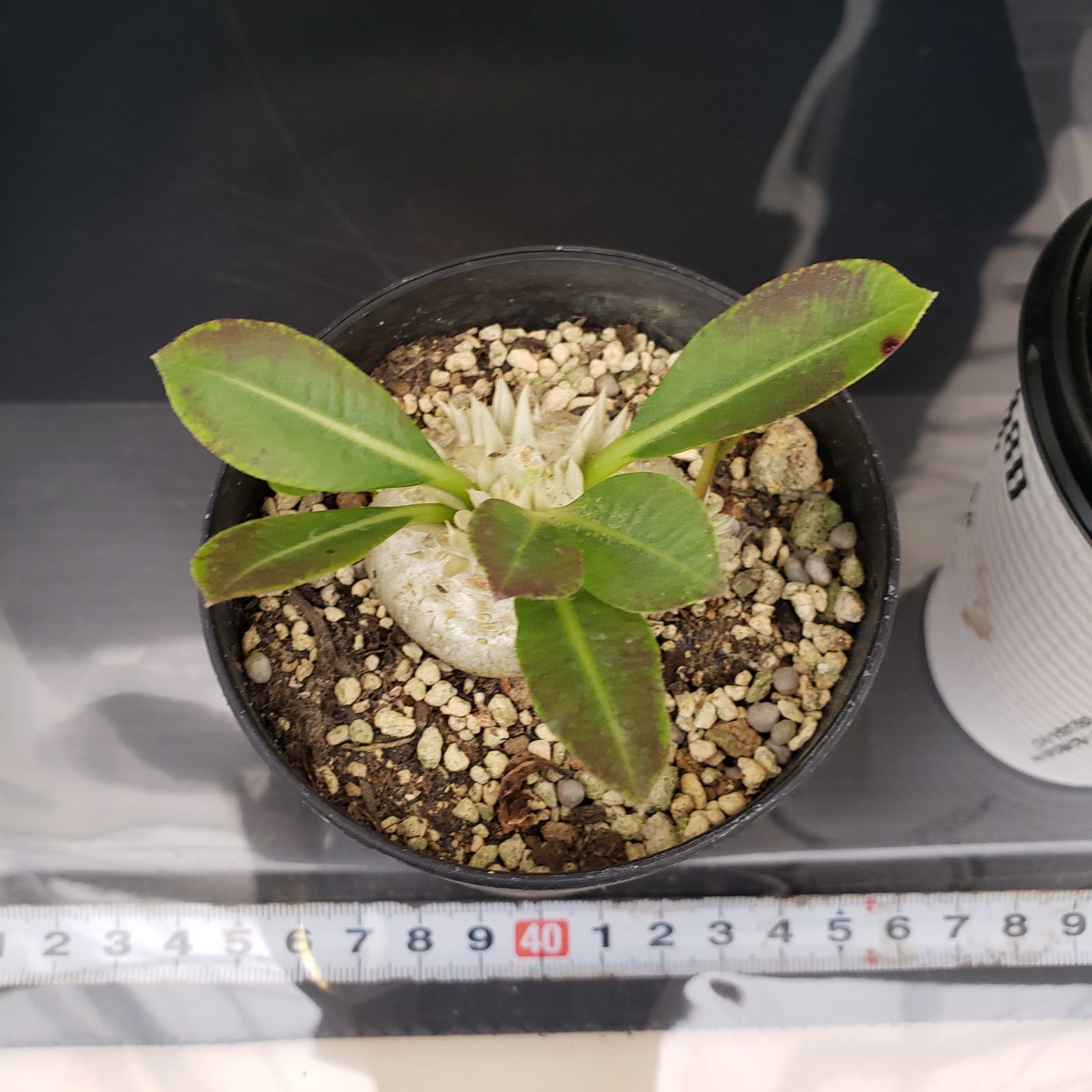 M348【自社養生株】パキポディウム 恵比寿笑い（実生・発根株・鉢植え