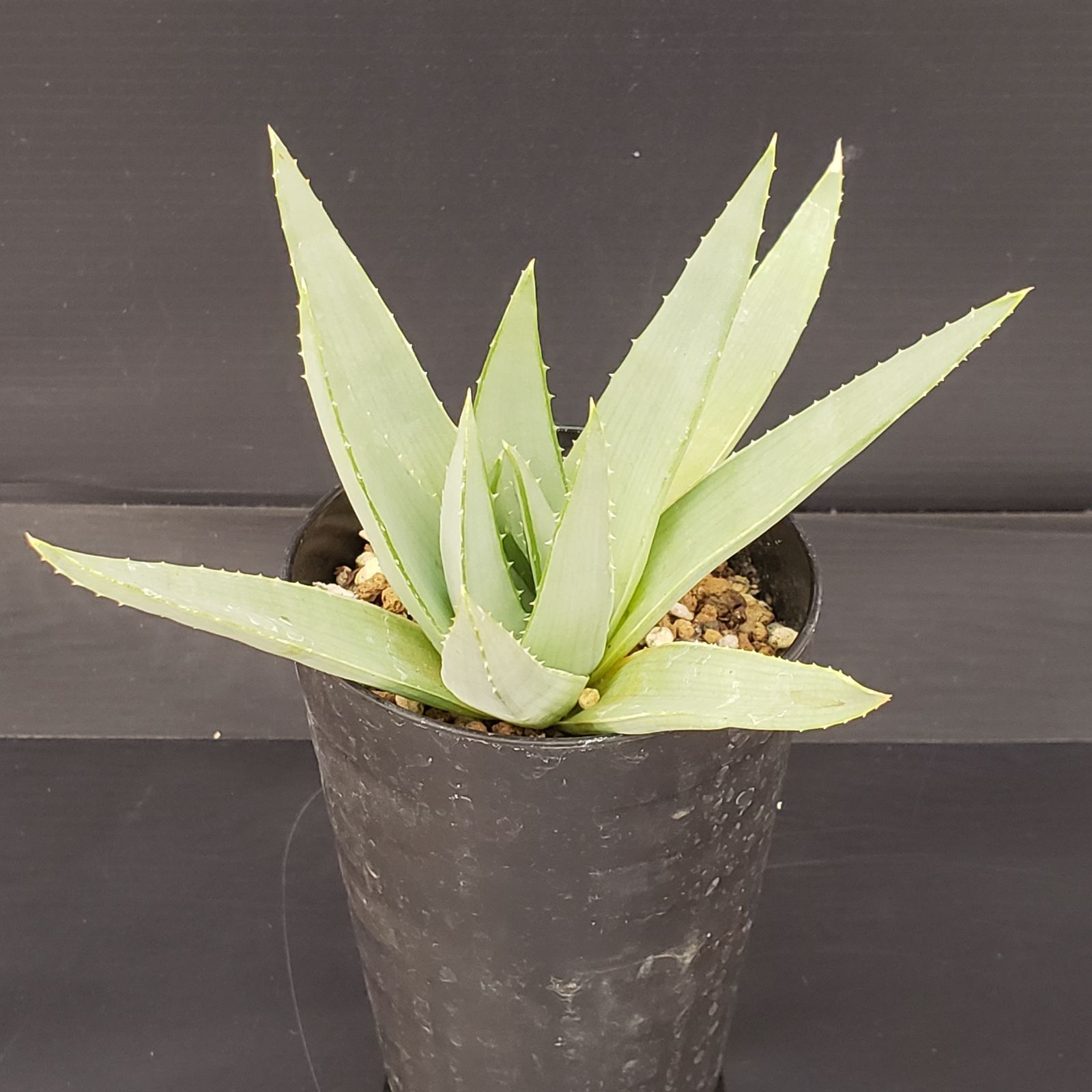 M349【自社養生株】アロエ ポリフィラ（実生・発根株・鉢植え）【多肉