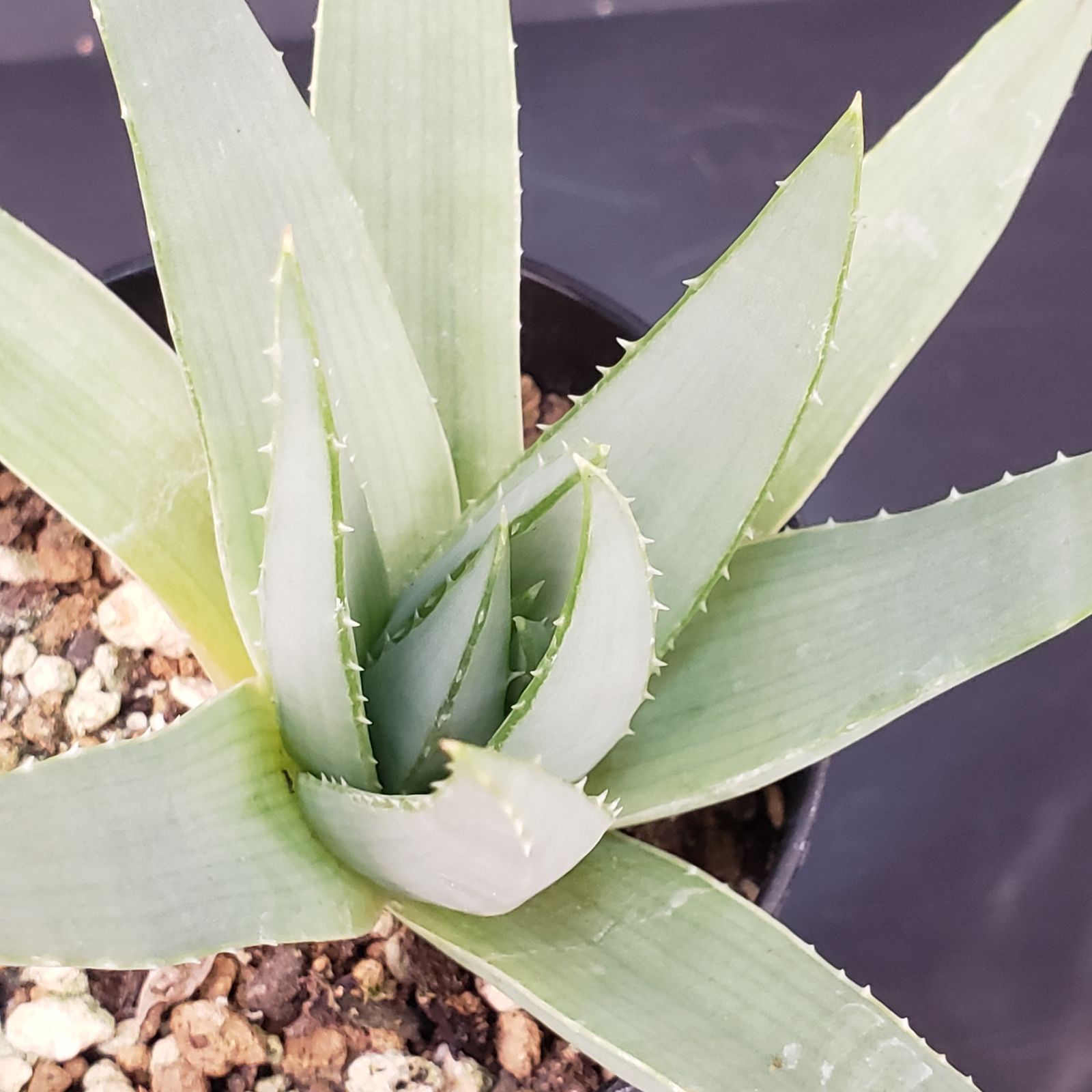 M349【自社養生株】アロエ ポリフィラ（実生・発根株・鉢植え）【多肉