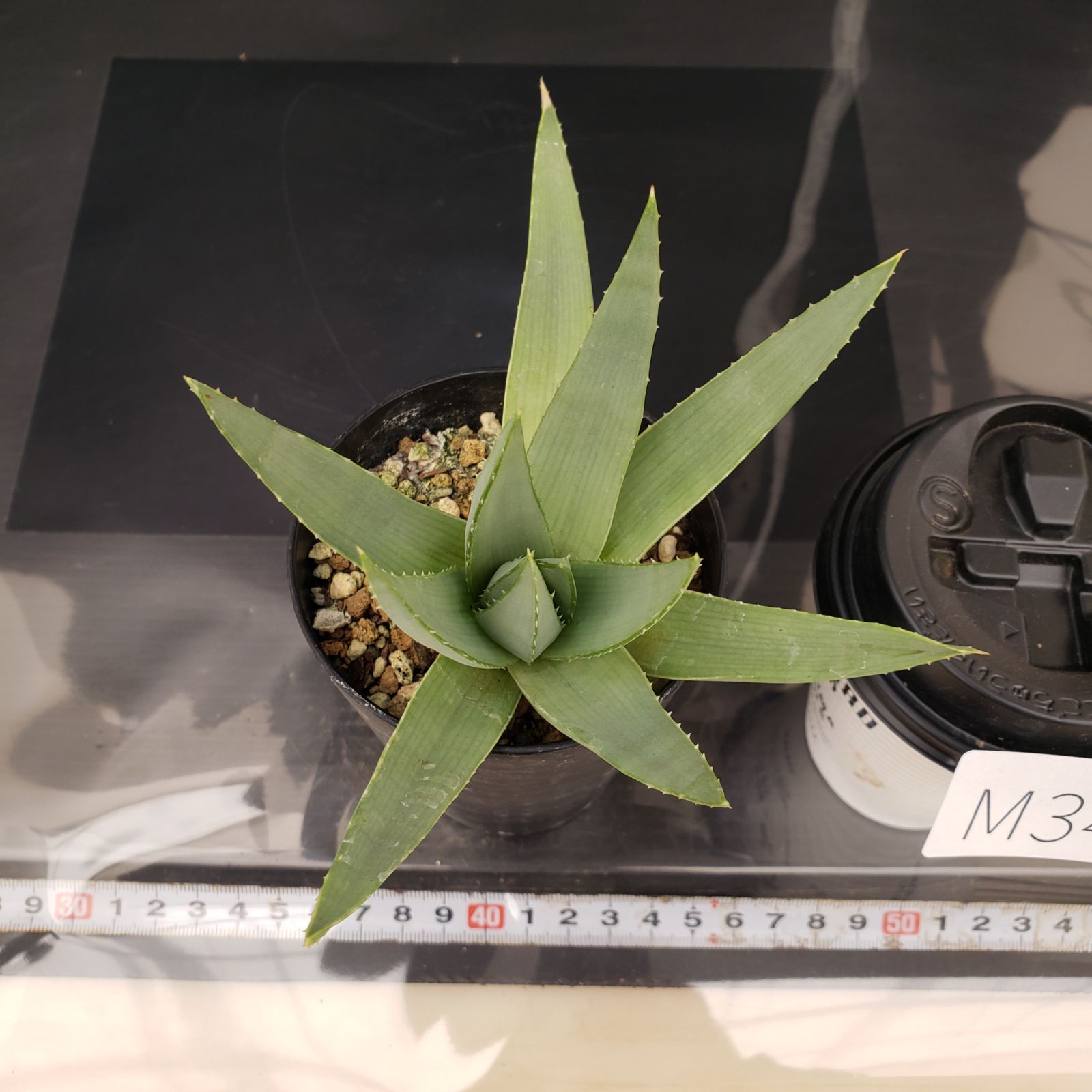 M349【自社養生株】アロエ ポリフィラ（実生・発根株・鉢植え）【多肉