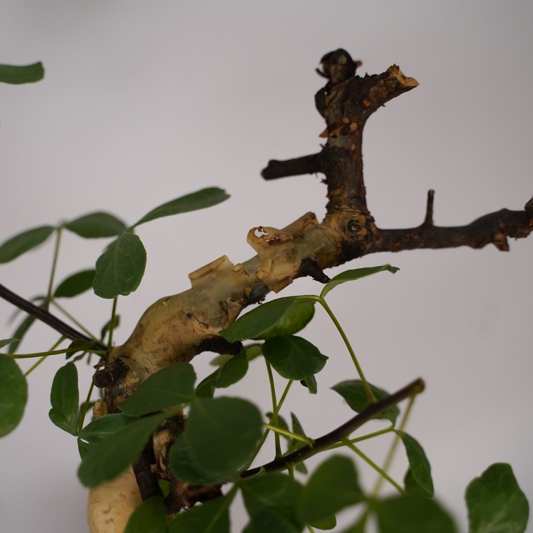 F17 コミフォラ・カタフ ピュア 発根済 現地株 ソマリア産 - メルカリ