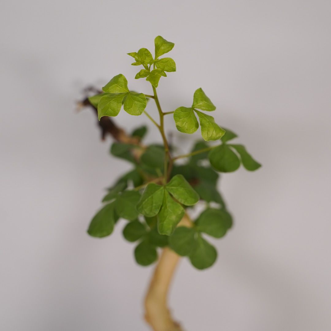 F17 コミフォラ・カタフ ピュア 発根済 現地株 ソマリア産 - メルカリ