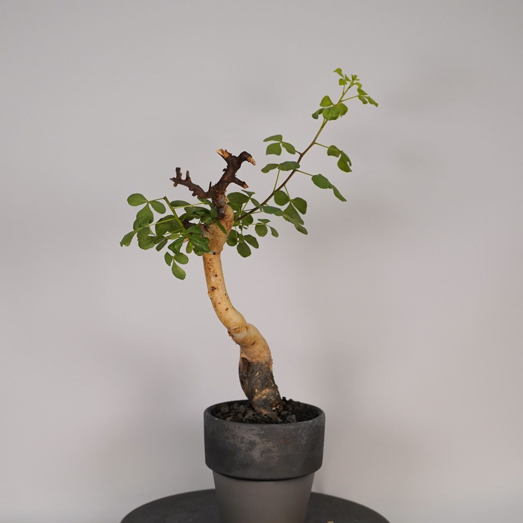 F17 コミフォラ・カタフ ピュア 発根済 現地株 ソマリア産 - メルカリ