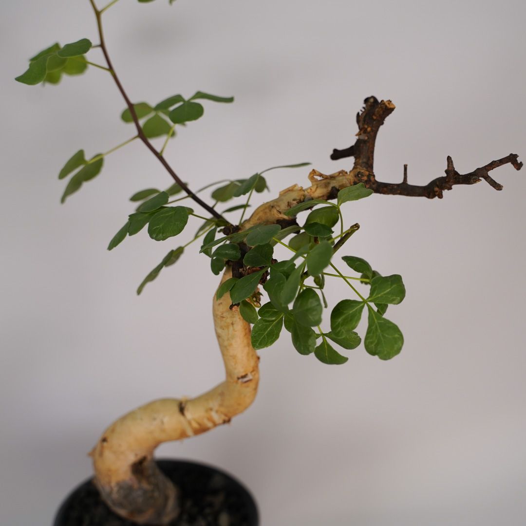 F17 コミフォラ・カタフ ピュア 発根済 現地株 ソマリア産 - メルカリ