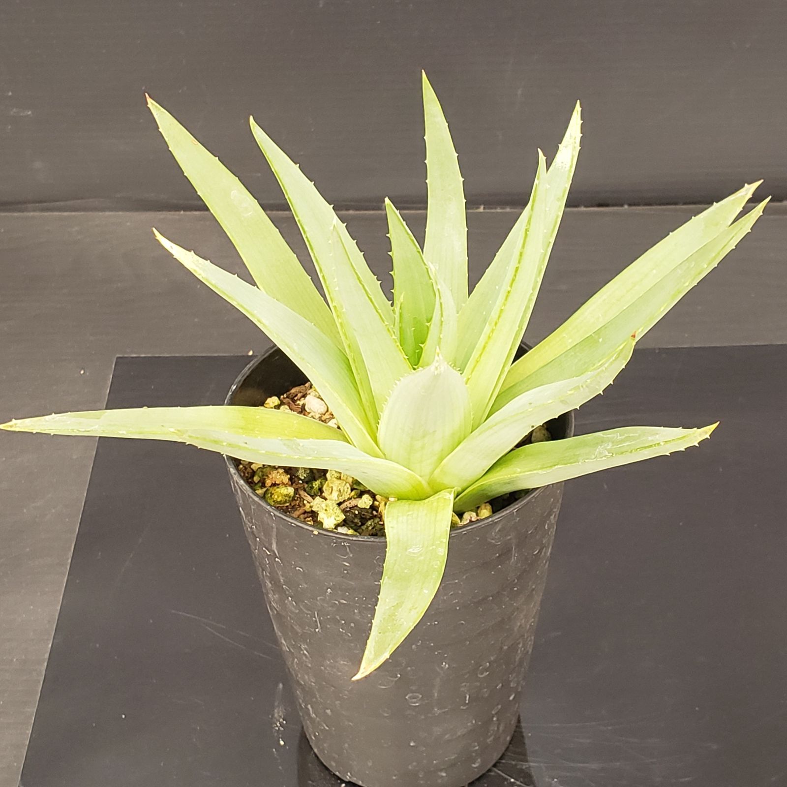 M350【自社養生株】アロエ ポリフィラ（実生・発根株・鉢植え）【多肉