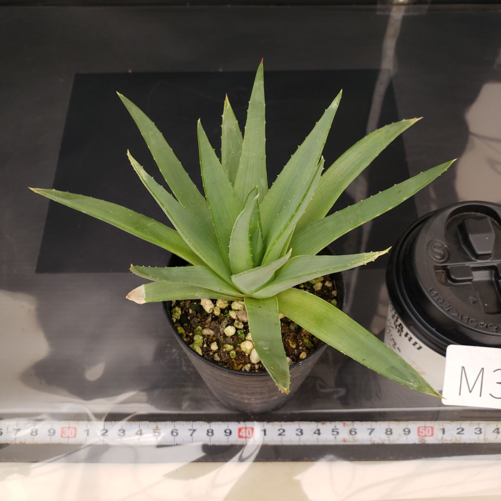 M350【自社養生株】アロエ ポリフィラ（実生・発根株・鉢植え）【多肉