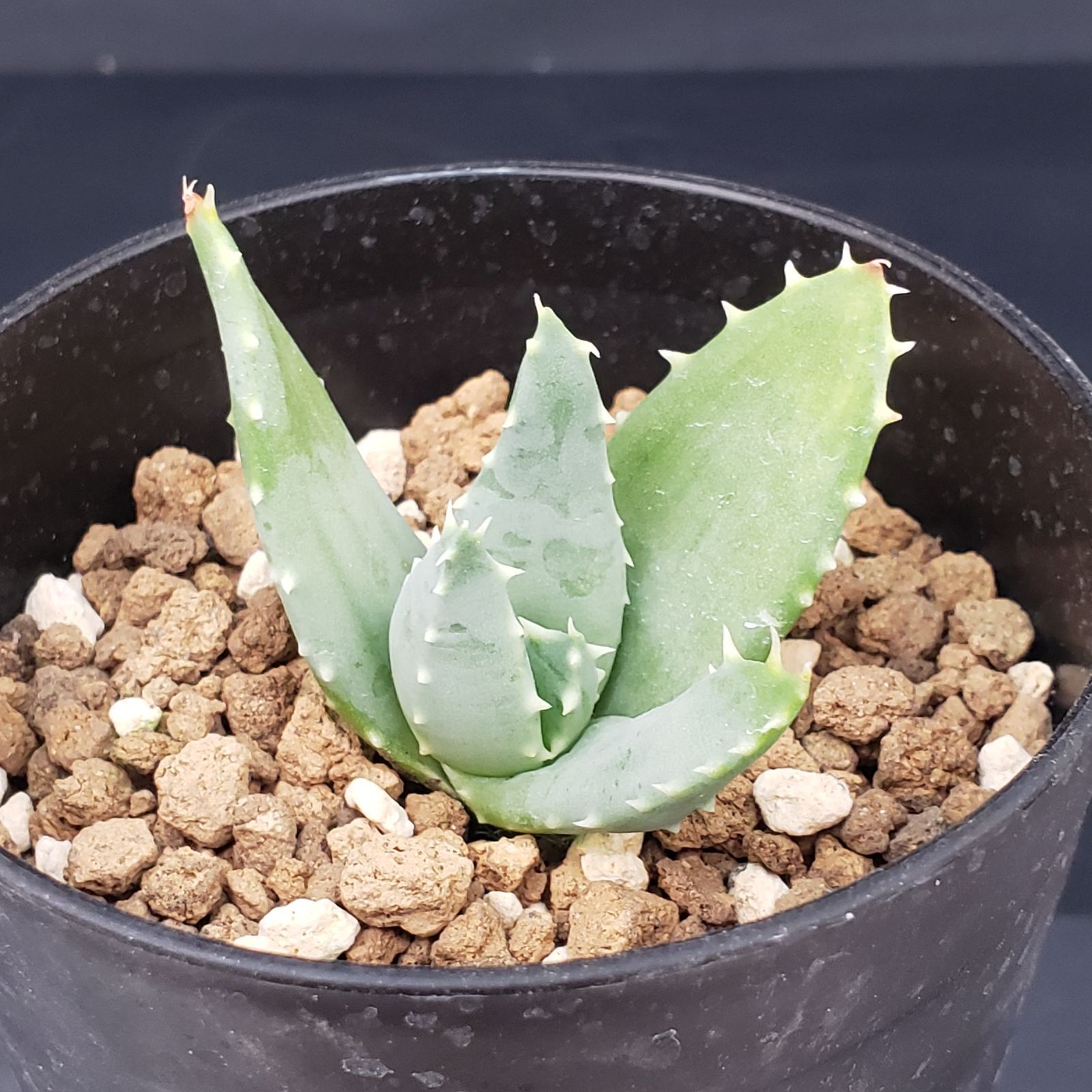 M353【自社養生株】アロエ ピランシー（実生・発根株・鉢植え）【多肉