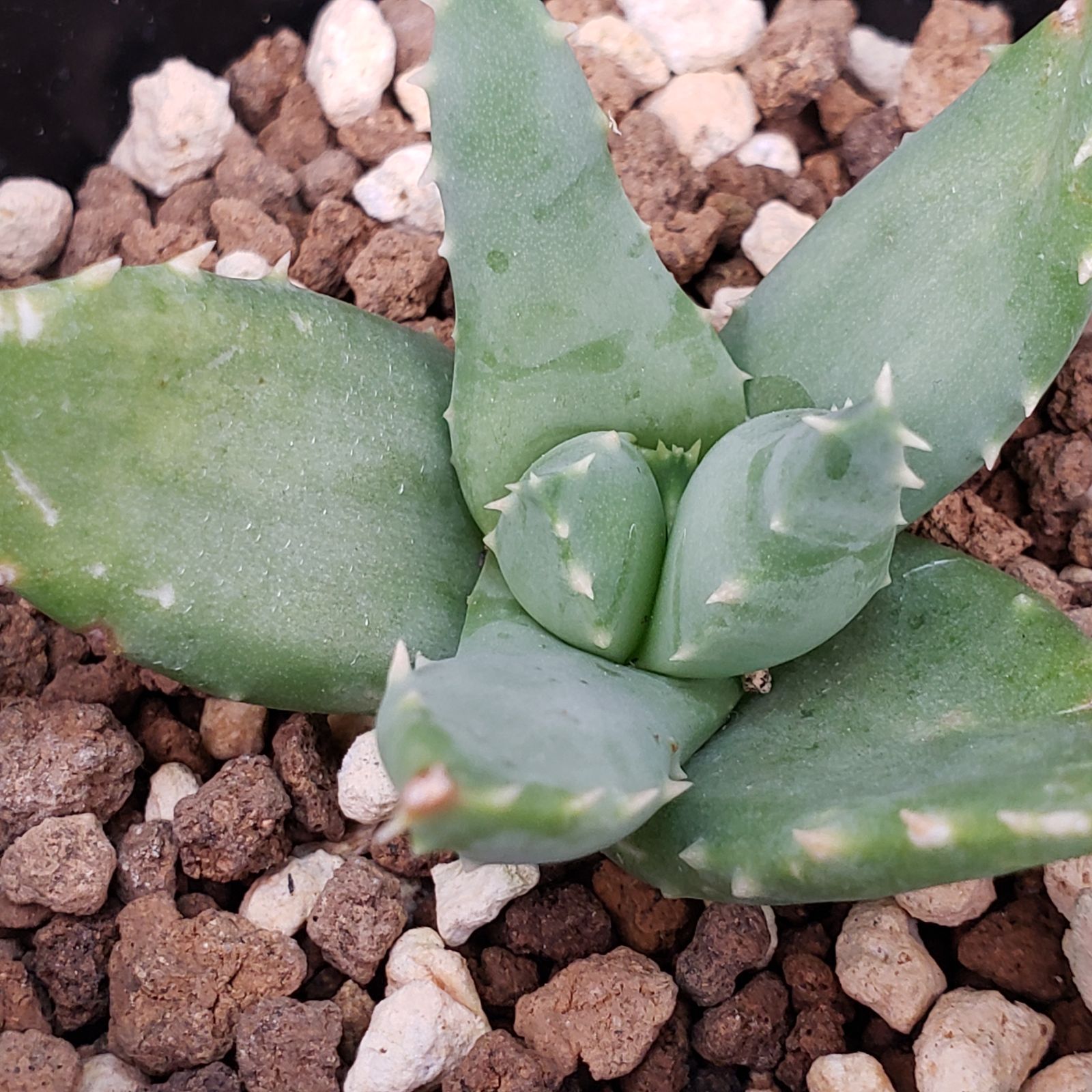 M354【自社養生株】アロエ ピランシー（実生・発根株・鉢植え）【多肉