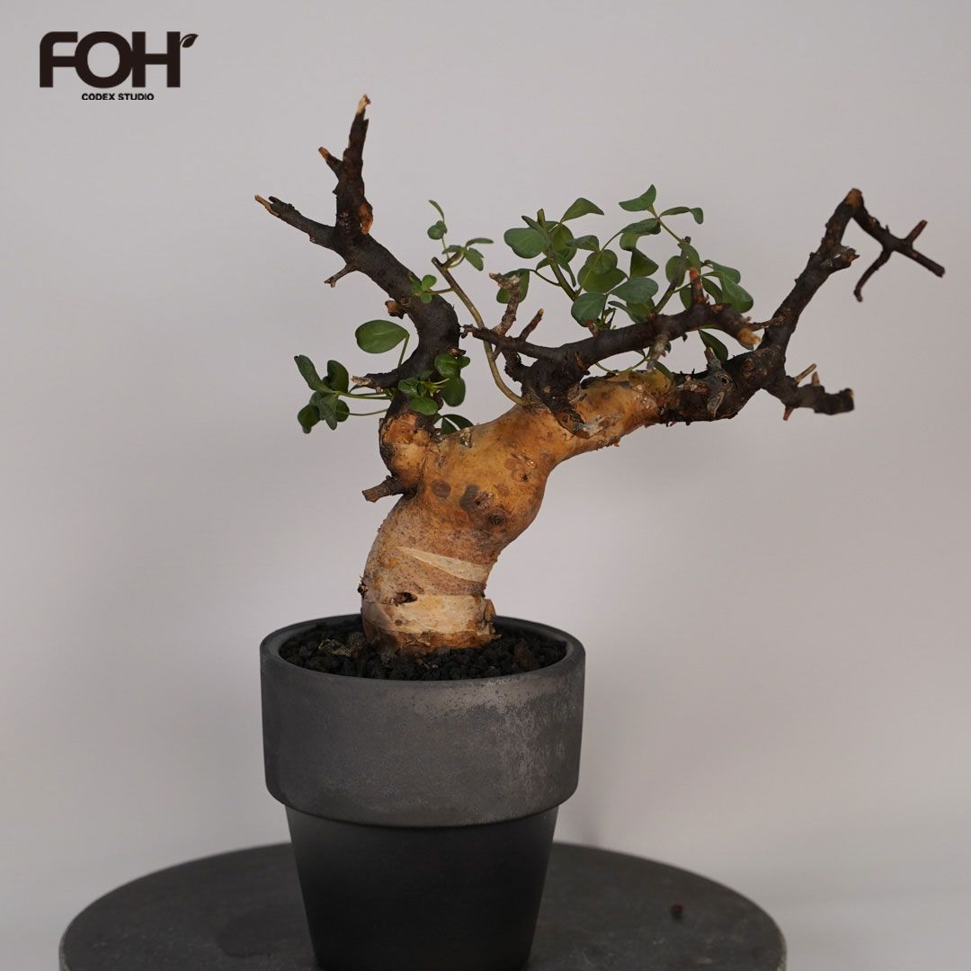 F18 コミフォラ・カタフ ピュア 発根済 現地株 ソマリア産 - メルカリ