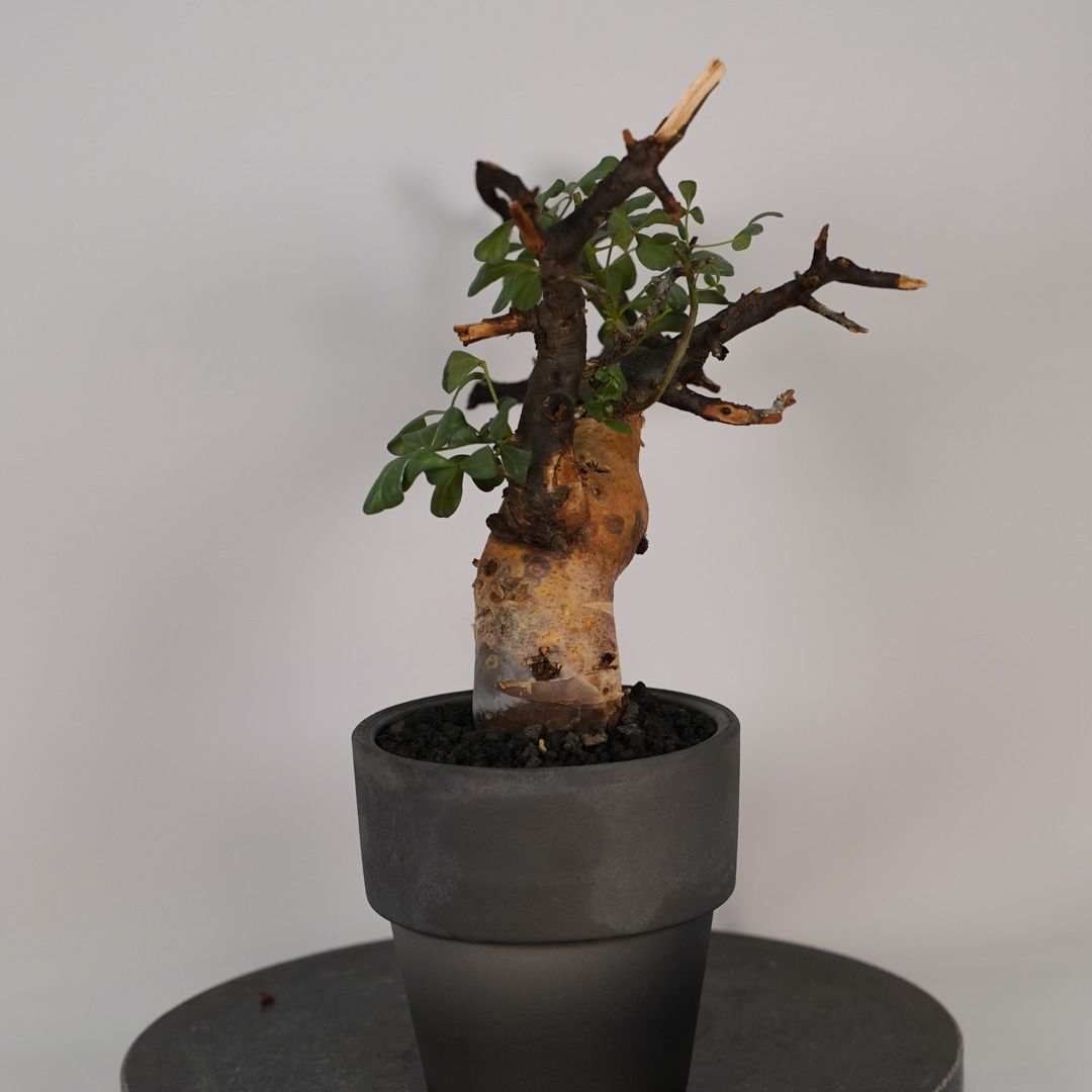 F18 コミフォラ・カタフ ピュア 発根済 現地株 ソマリア産 - メルカリ