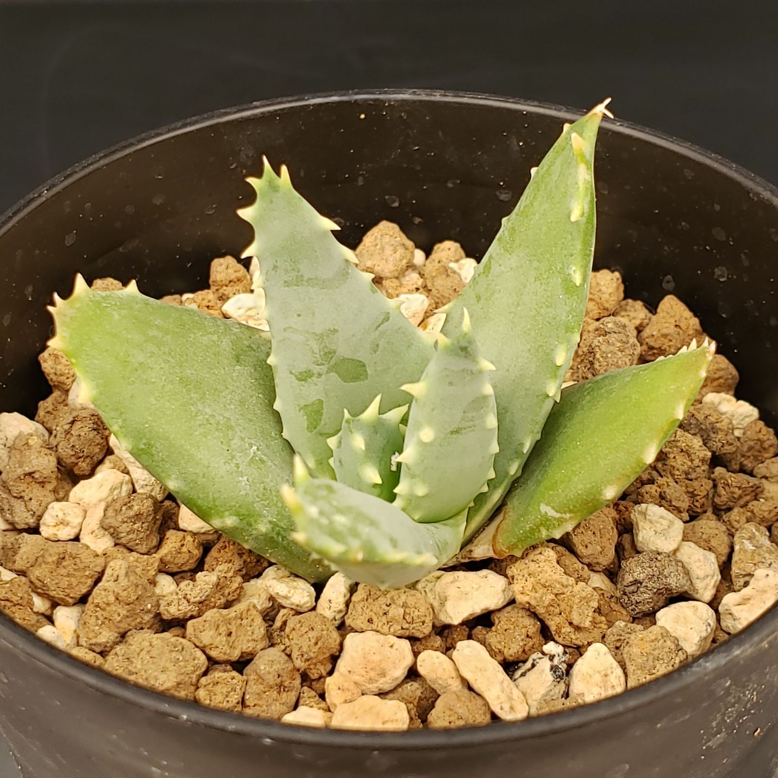 M355【自社養生株】アロエ ピランシー（実生・発根株・鉢植え）【多肉