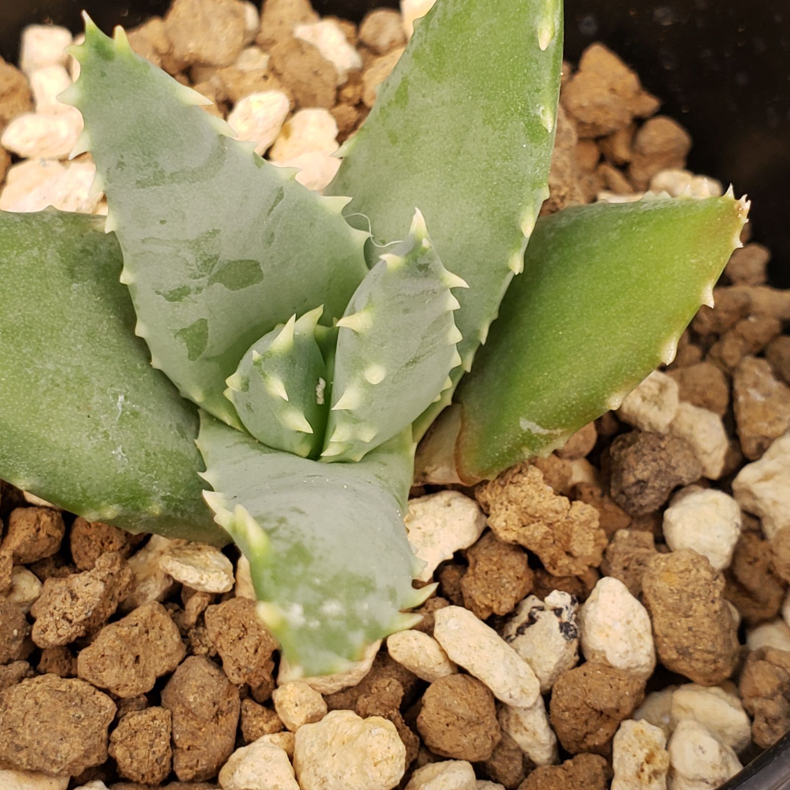 M355【自社養生株】アロエ ピランシー（実生・発根株・鉢植え）【多肉