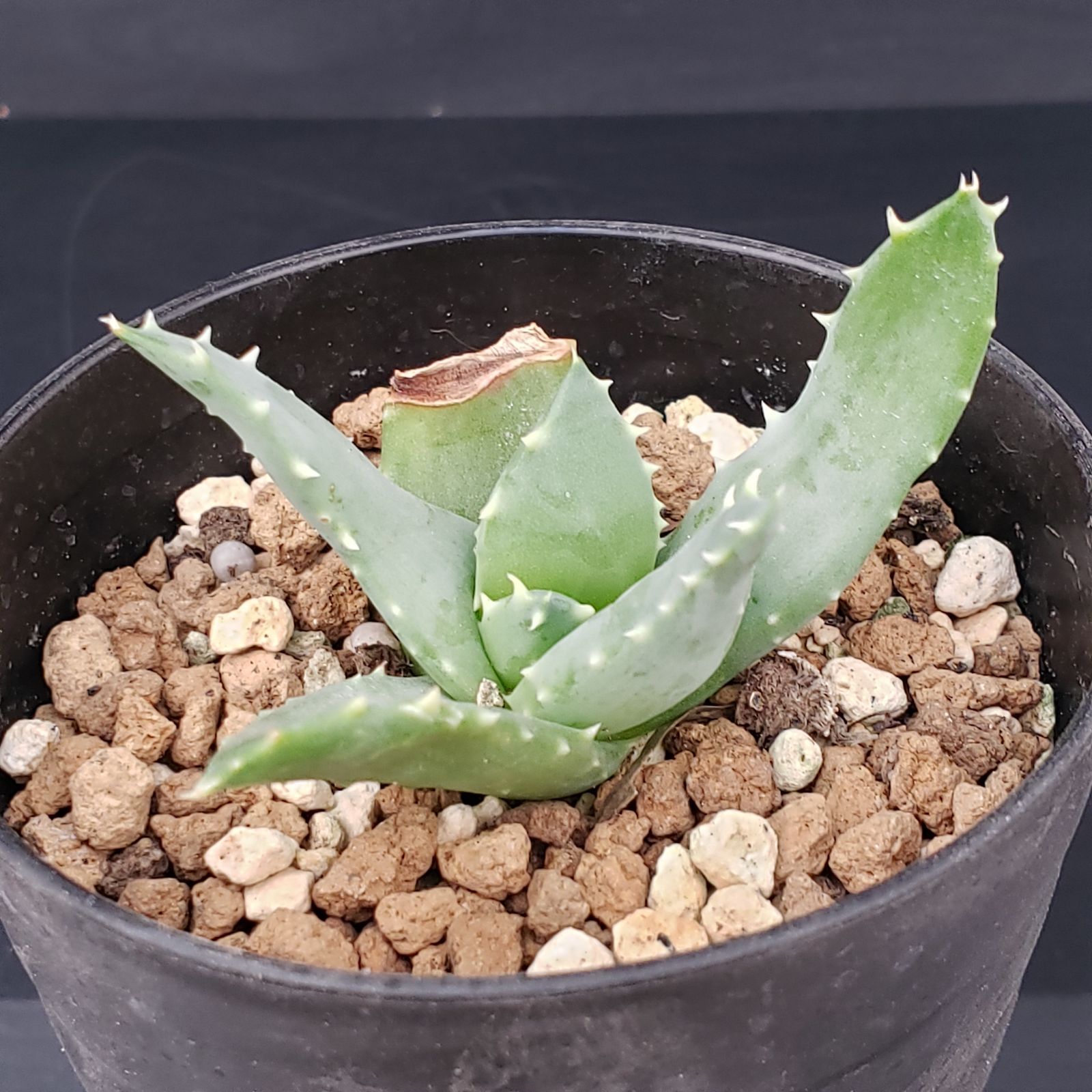 M356【自社養生株】アロエ ピランシー（実生・発根株・鉢植え）【多肉