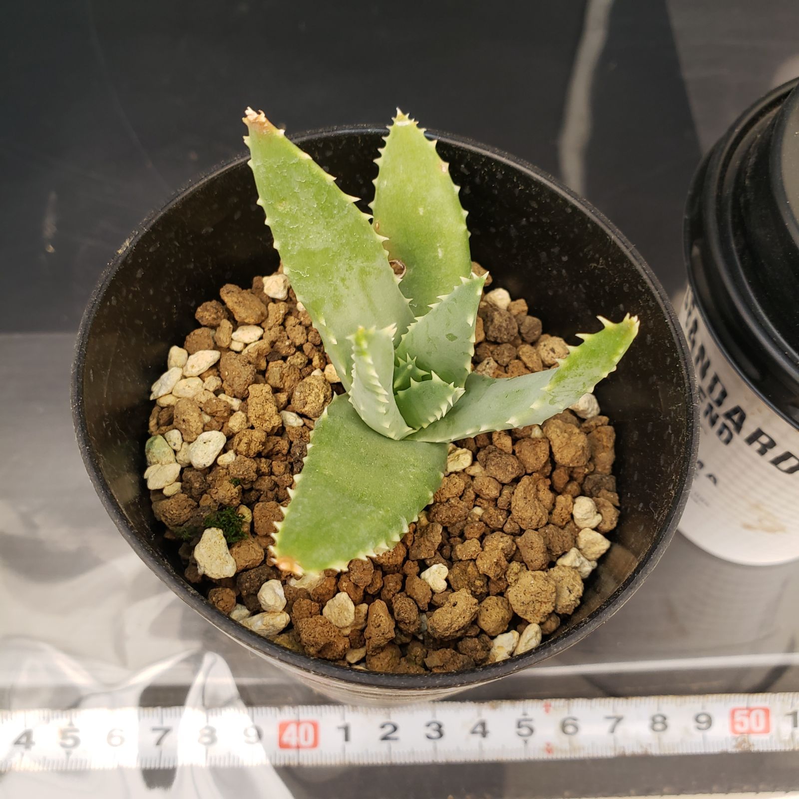 M357【自社養生株】アロエ ピランシー（実生・発根株・鉢植え）【多肉