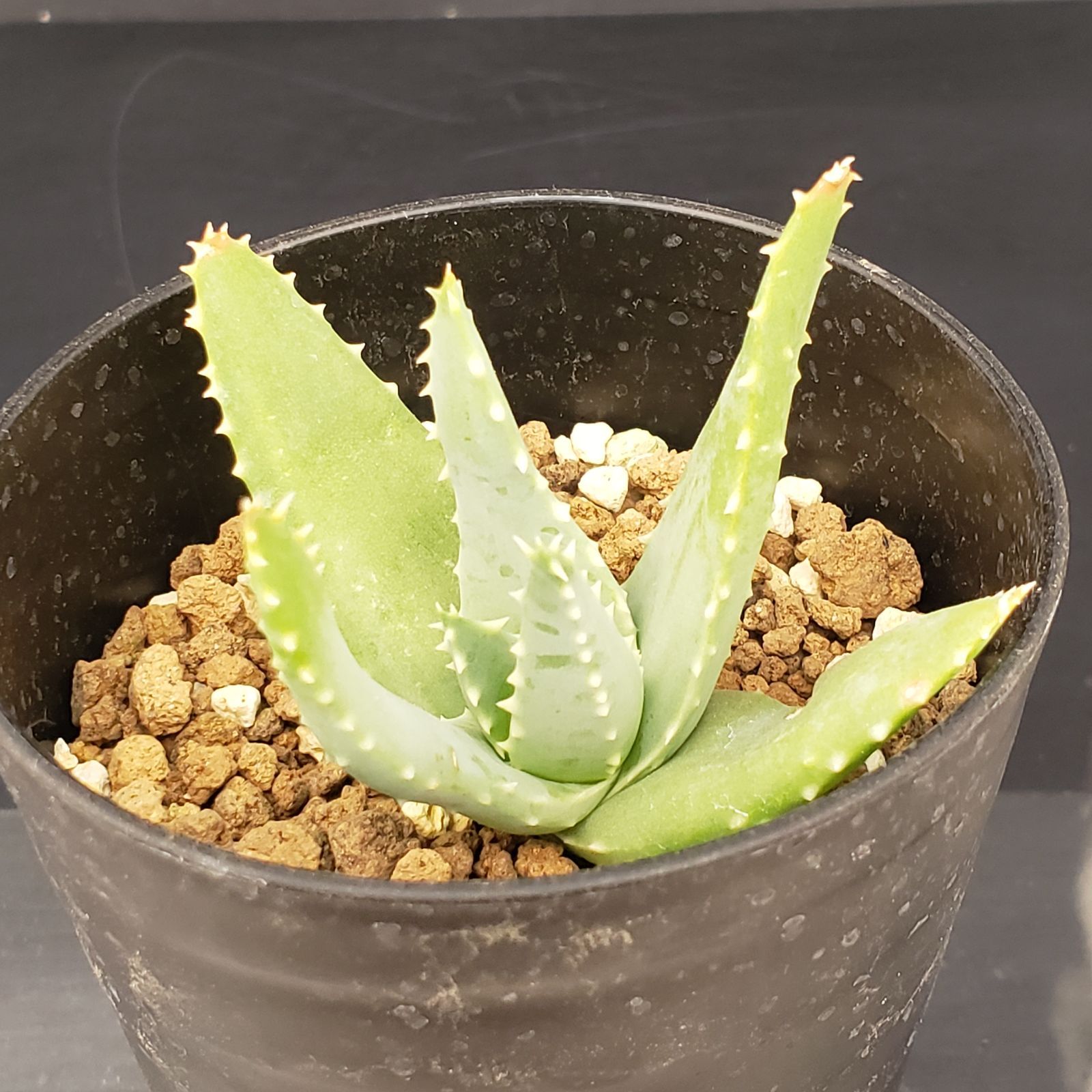 M357【自社養生株】アロエ ピランシー（実生・発根株・鉢植え）【多肉