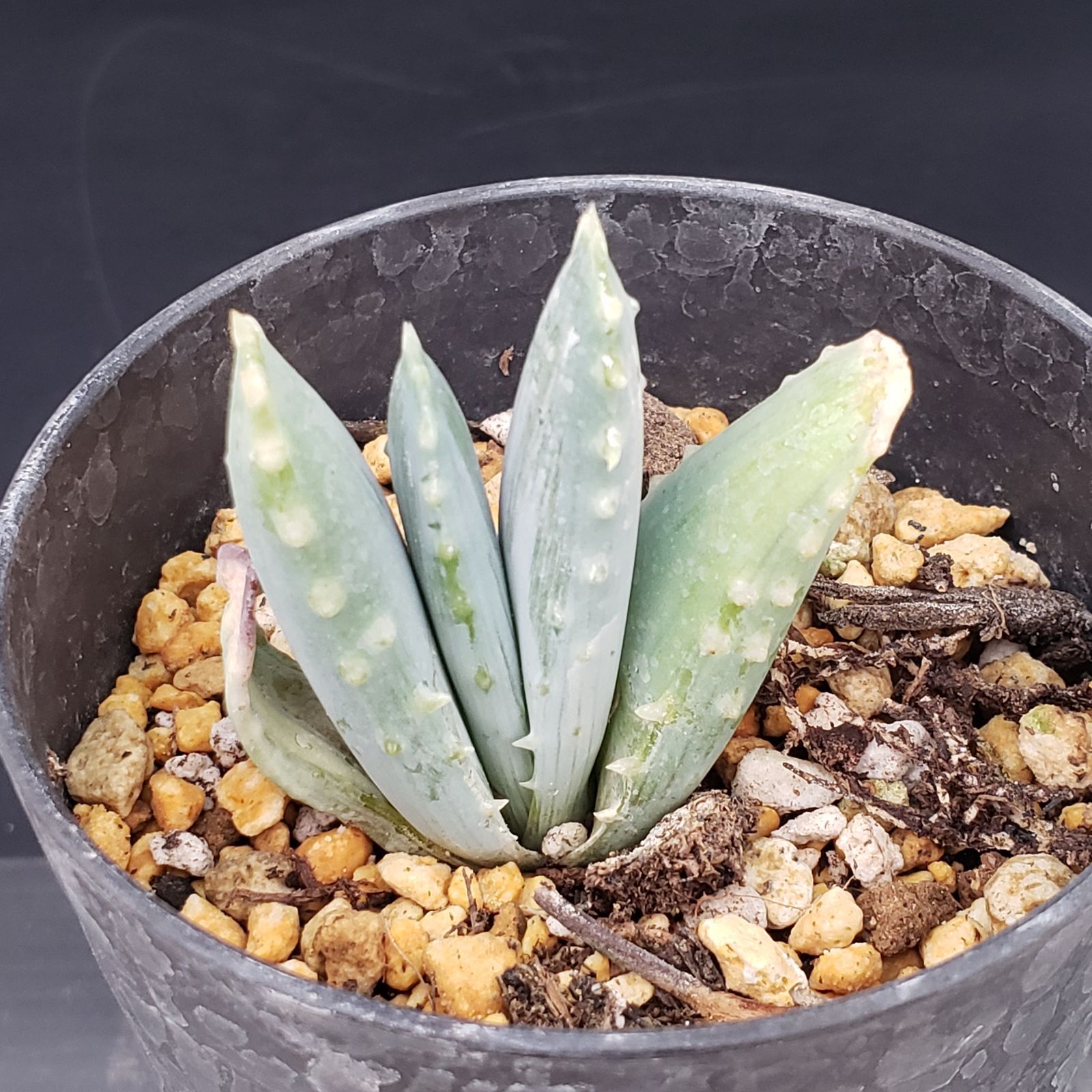 M358【自社養生株】アロエ ピランシー（実生・発根株・鉢植え）【多肉