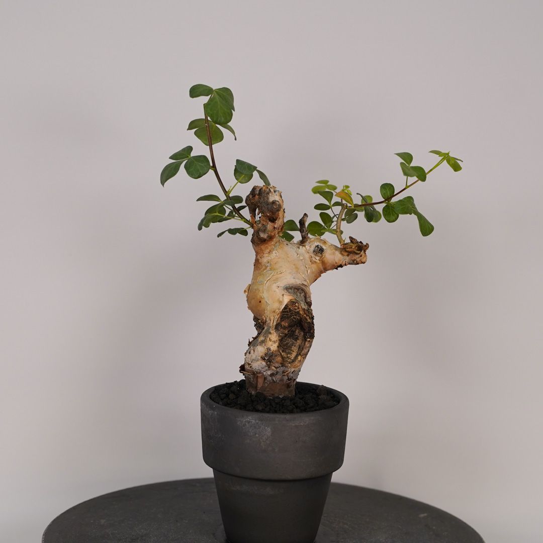 F19 コミフォラ・カタフ ピュア 発根済 現地株 ソマリア産 - メルカリ