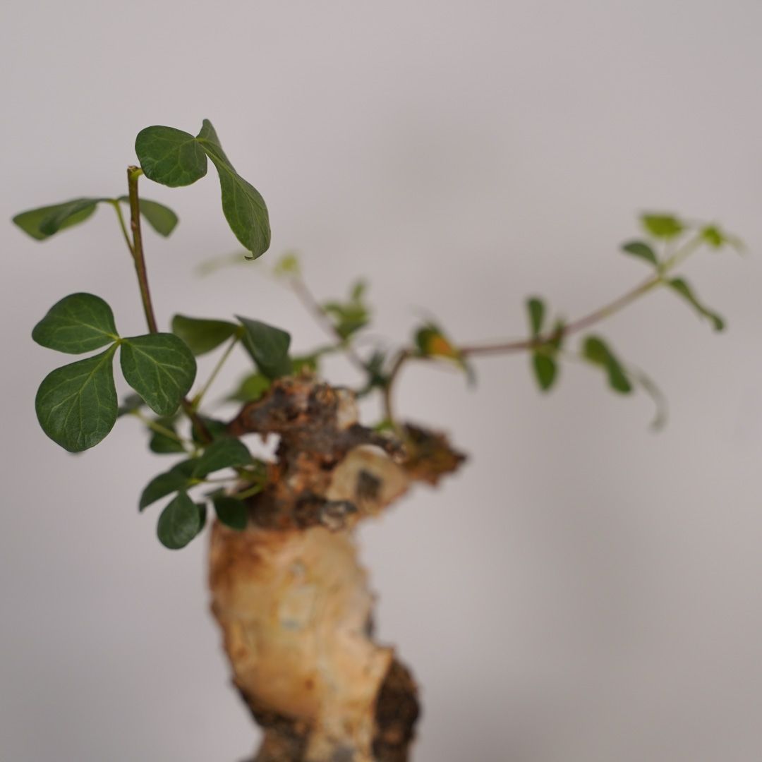 F19 コミフォラ・カタフ ピュア 発根済み 現地球 ソマリア産 - メルカリ