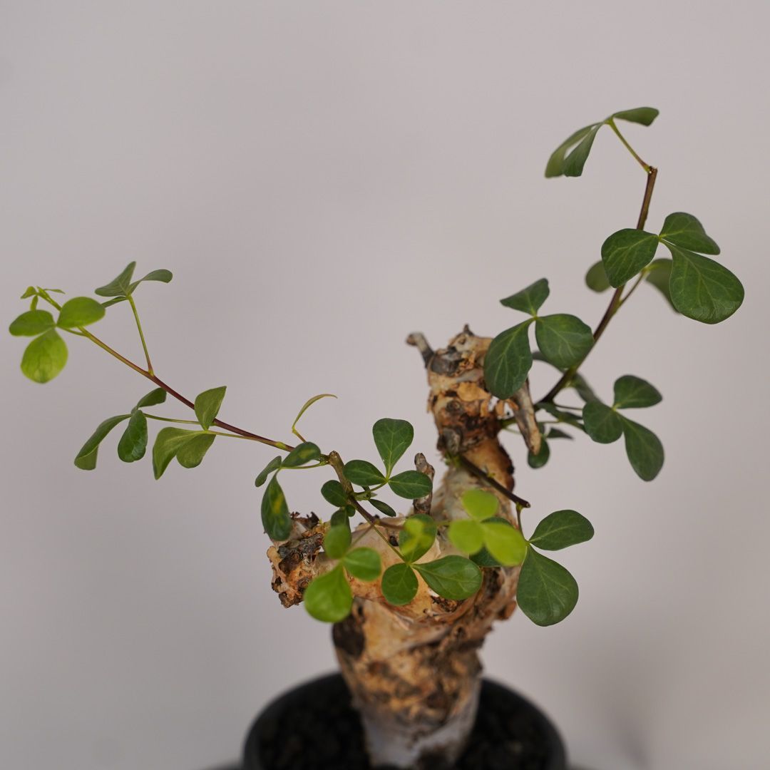 F19 コミフォラ・カタフ ピュア 発根済 現地株 ソマリア産 - メルカリ