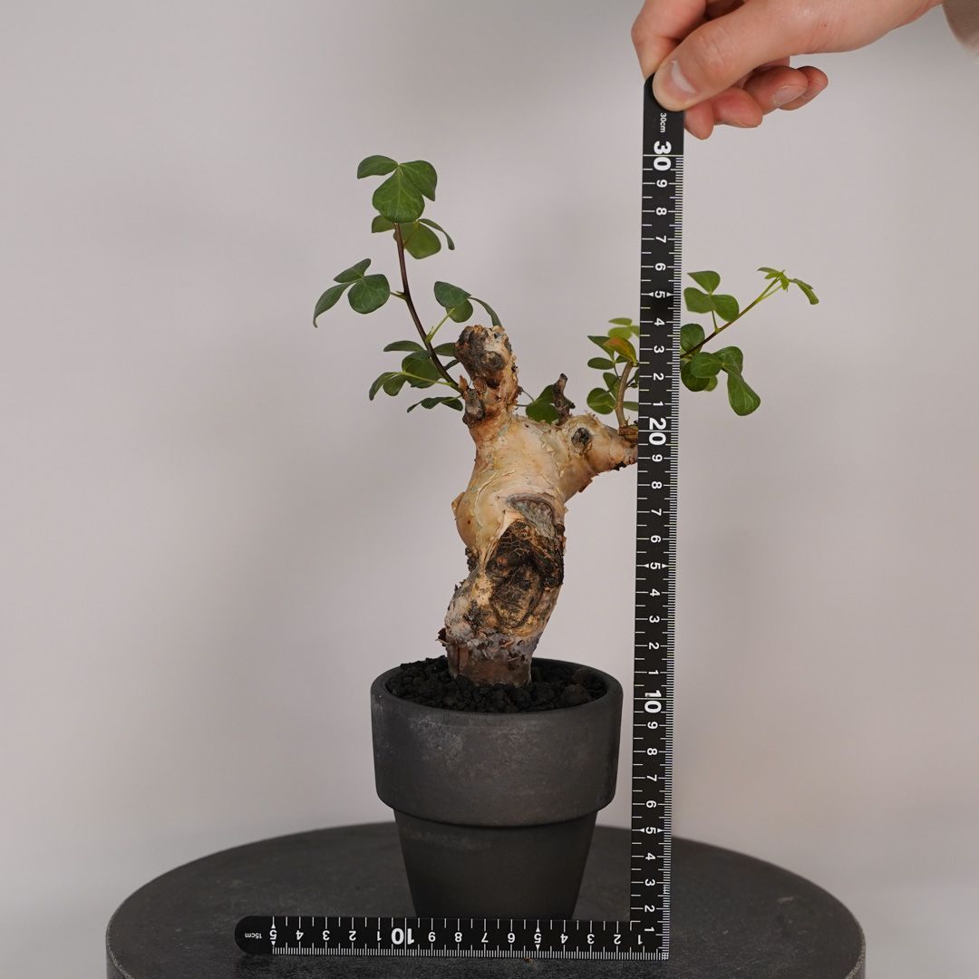 F19 コミフォラ・カタフ ピュア 発根済み 現地球 ソマリア産 - メルカリ