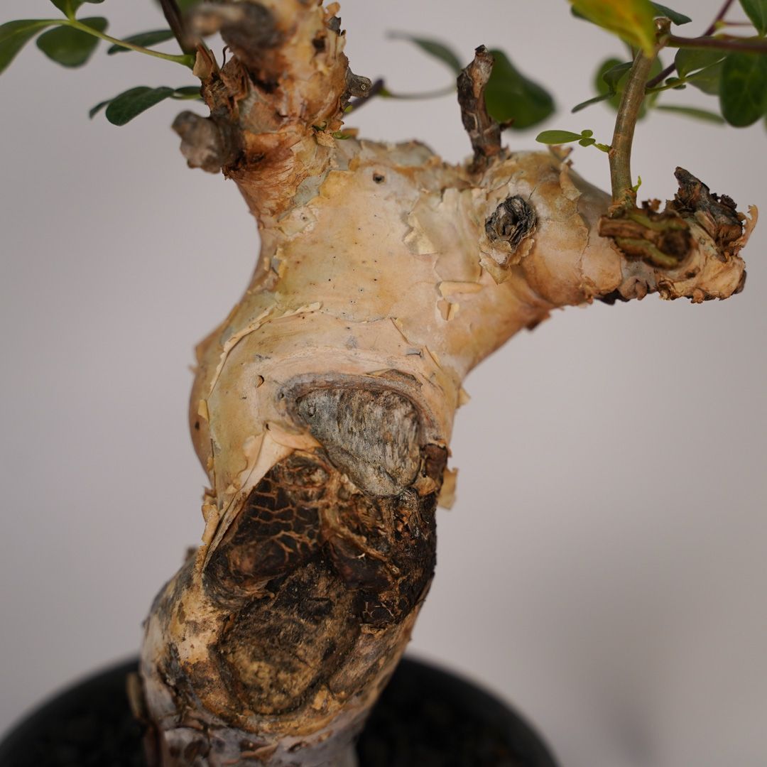 F19 コミフォラ・カタフ ピュア 発根済み 現地球 ソマリア産 - メルカリ